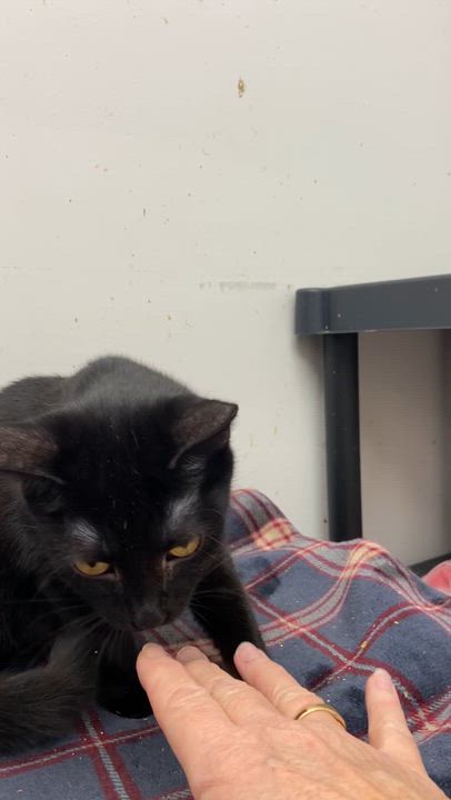 Enlarge HARMONY, an adopted Bombay in Peru, IN video 6/6