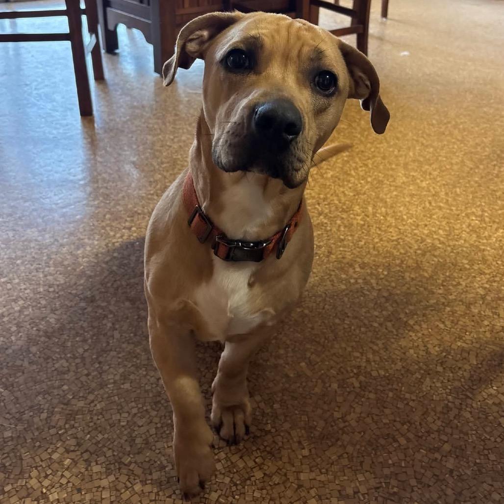 Louie, Adoptable, Adult Male Basset Hound.