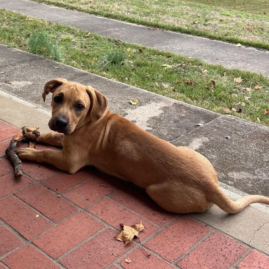 Enlarge Louie, a Adoptable Basset Hound in Pineville, MO image 2/2