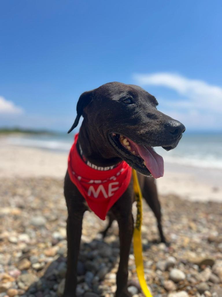 Taro, Adoptable, Adult Male Black Labrador Retriever & Mixed Breed.