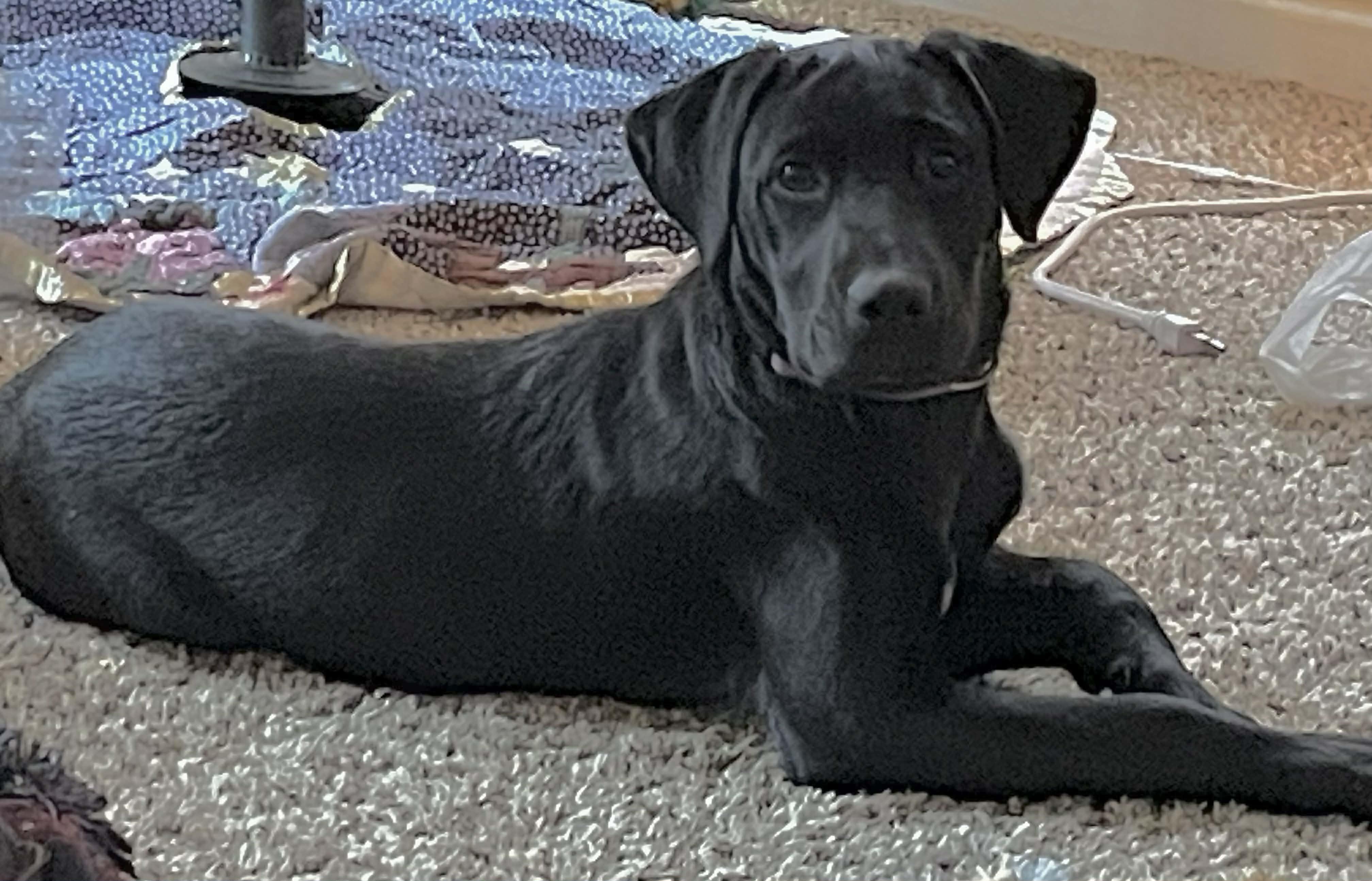 Lucy, ADOPTABLE, Puppy Female Labrador Retriever.
