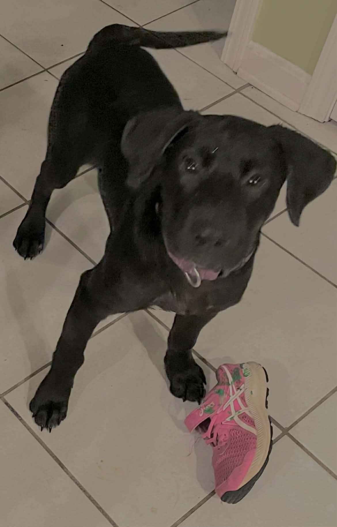 Enlarge Lucy, a ADOPTABLE mixed breed in Lewisville, IN image 4/4