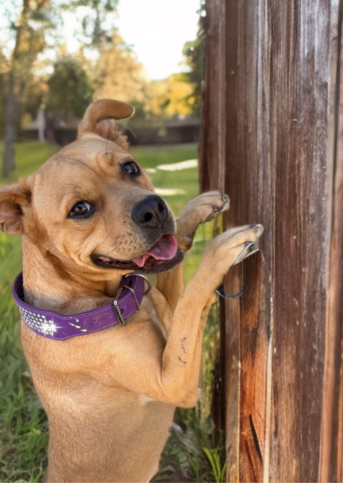 Blair, Adoptable, Adult Female American Staffordshire Terrier & Boxer.