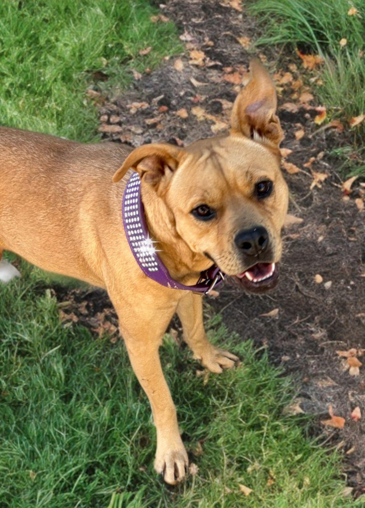 Enlarge Blair, a Adoptable mixed breed in Kingman, AZ image 2/3