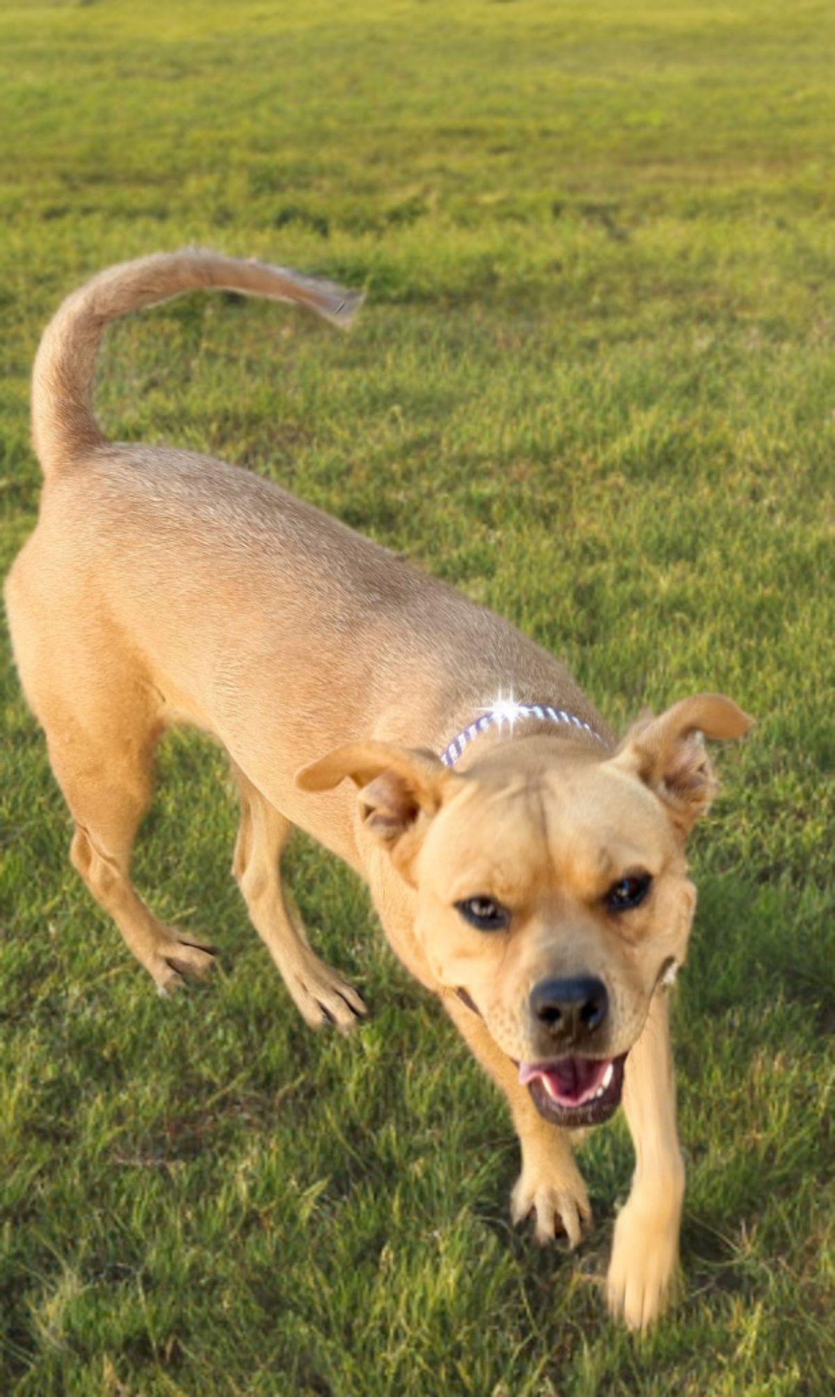 Enlarge Blair, a Adoptable mixed breed in Kingman, AZ image 3/3