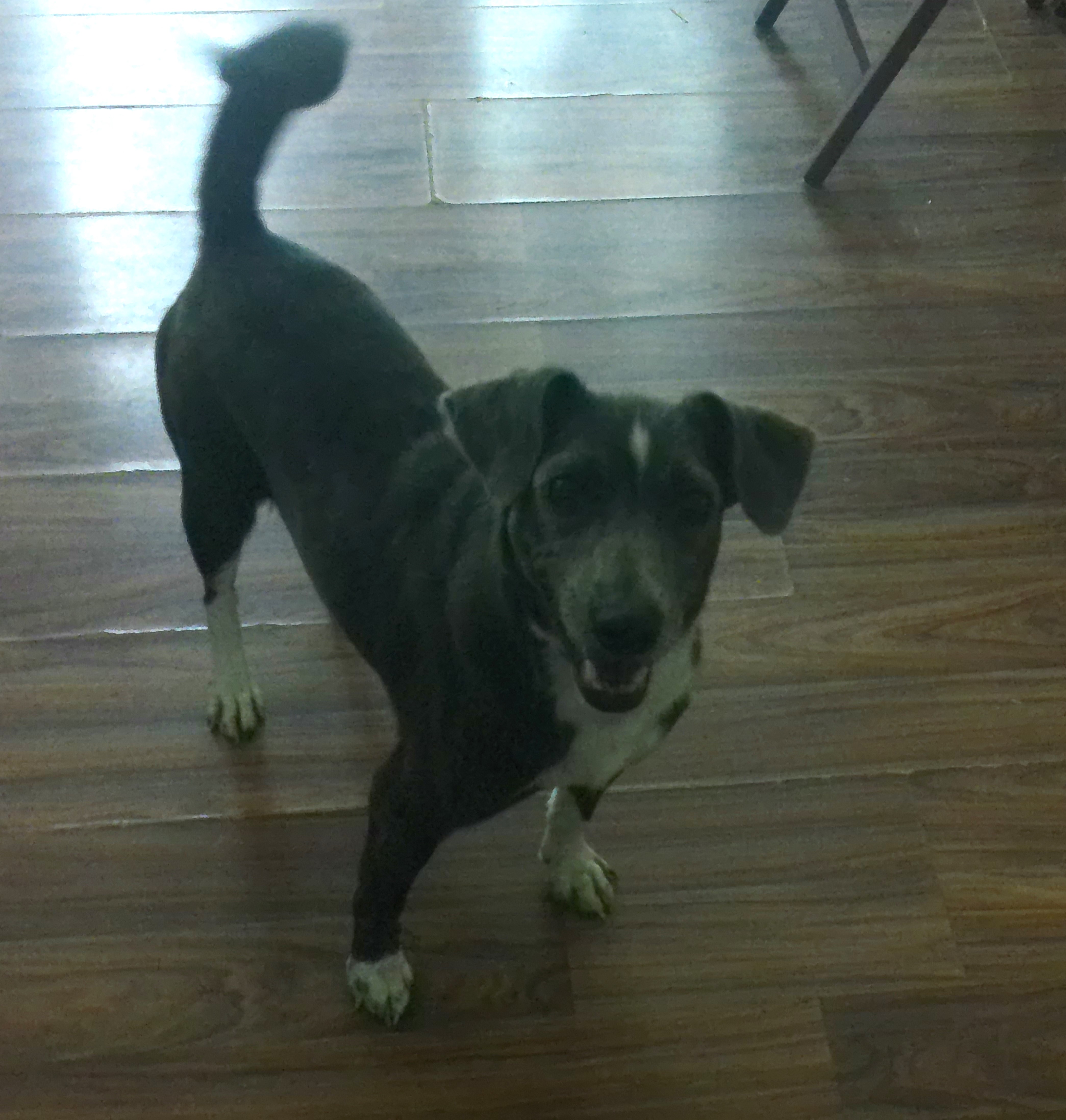 Enlarge Lovey, a Adopted Terrier in Guntersville, AL image 1/2