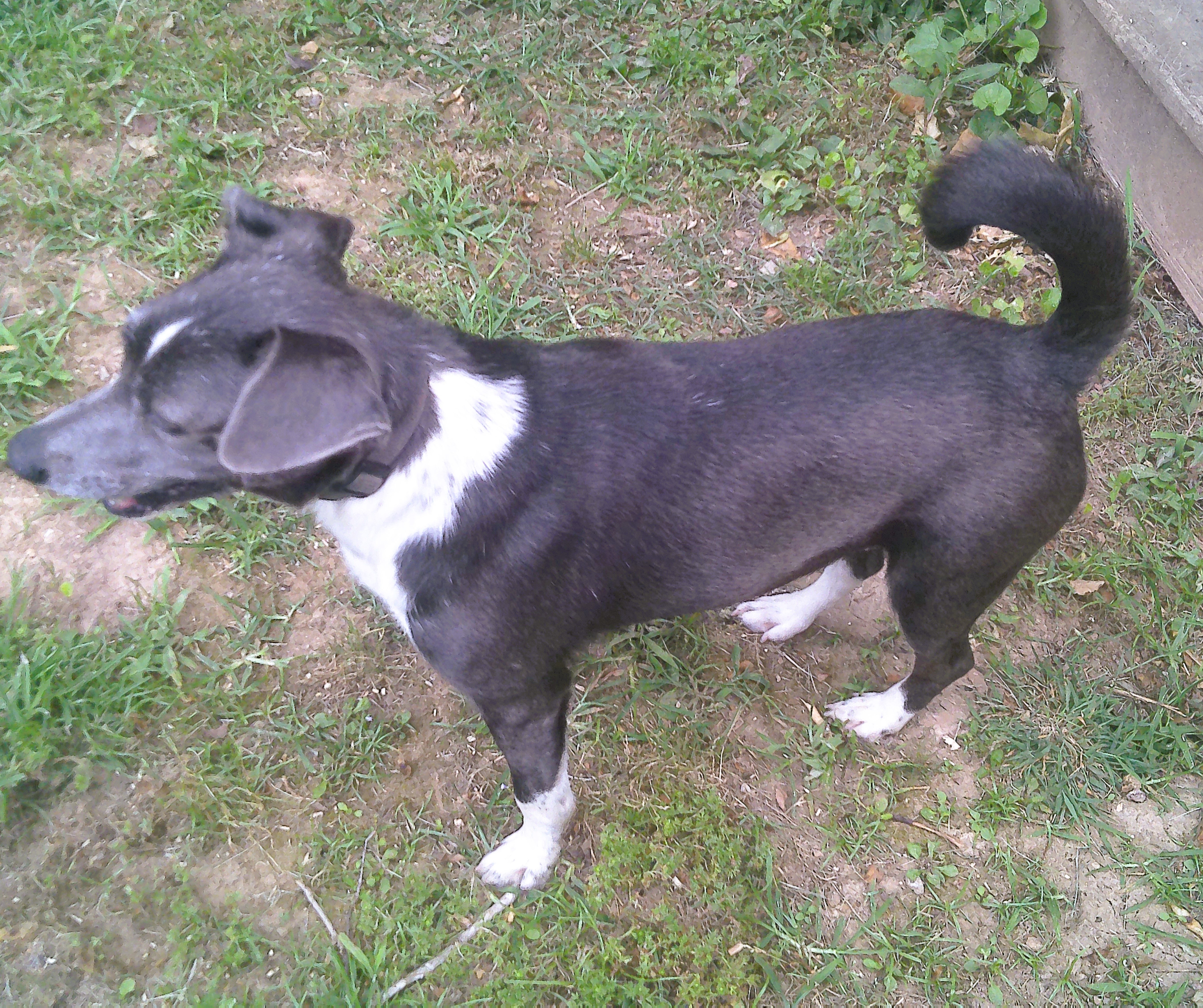 Enlarge Lovey, a Adopted Terrier in Guntersville, AL image 2/2