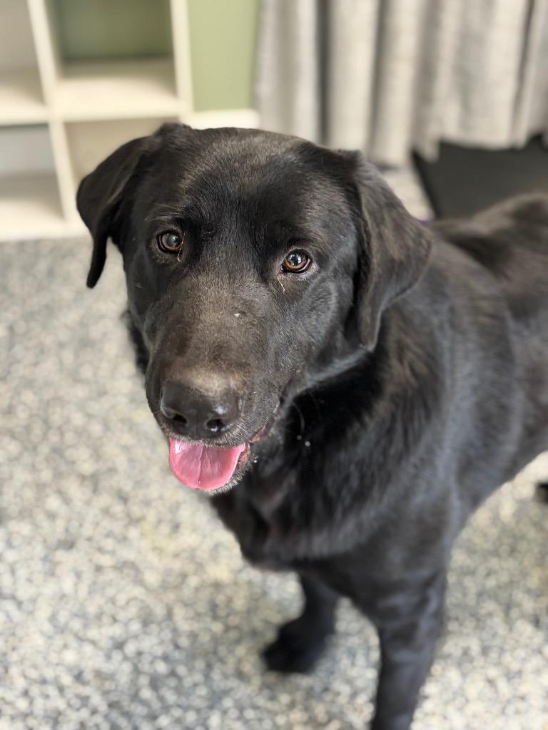 Goliath, Adoptable, Young Male Labrador Retriever & Mixed Breed.