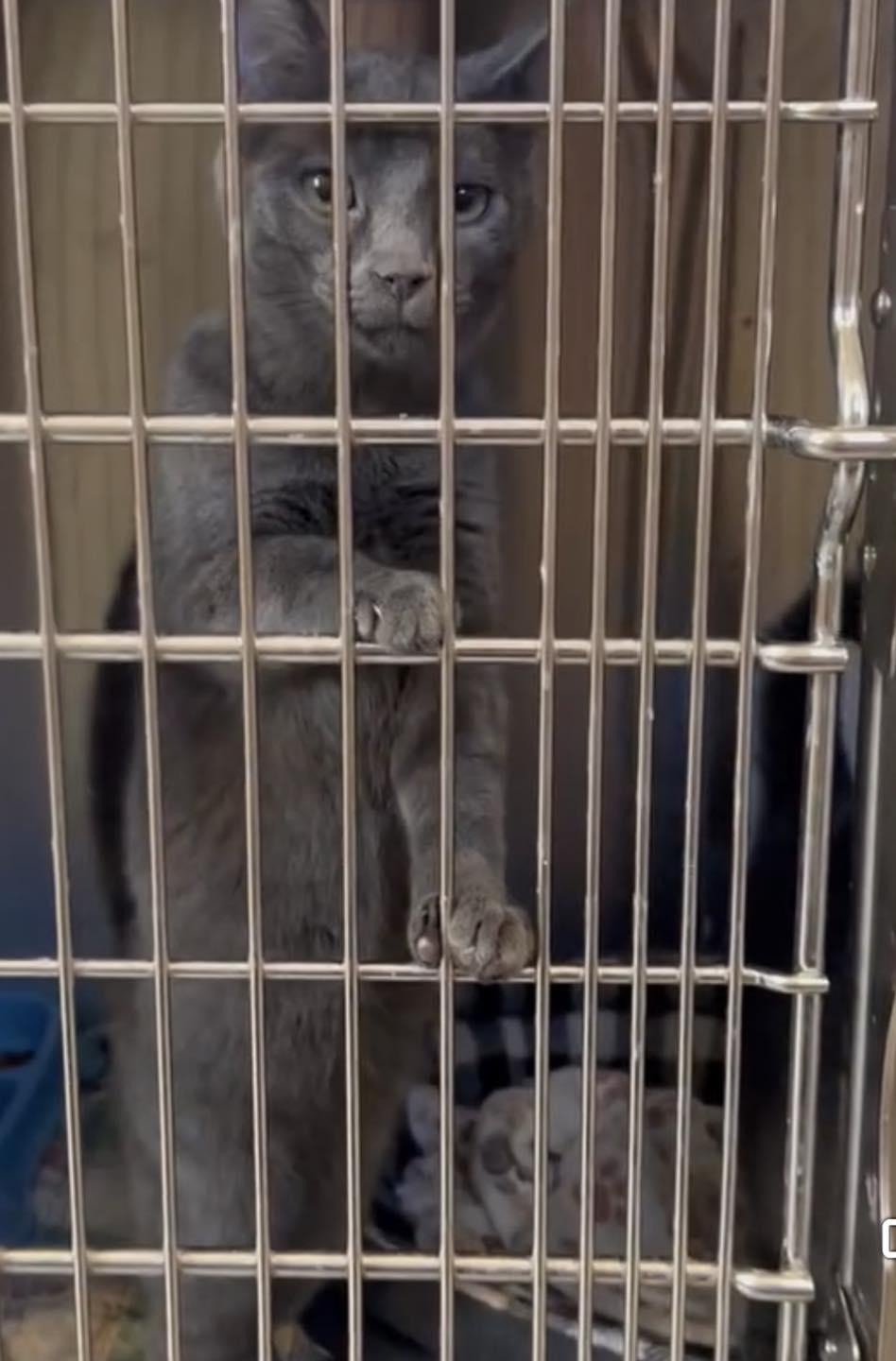 Enlarge Miso, a Adopted Domestic Short Hair in Bloomsdale, MO image 1/3