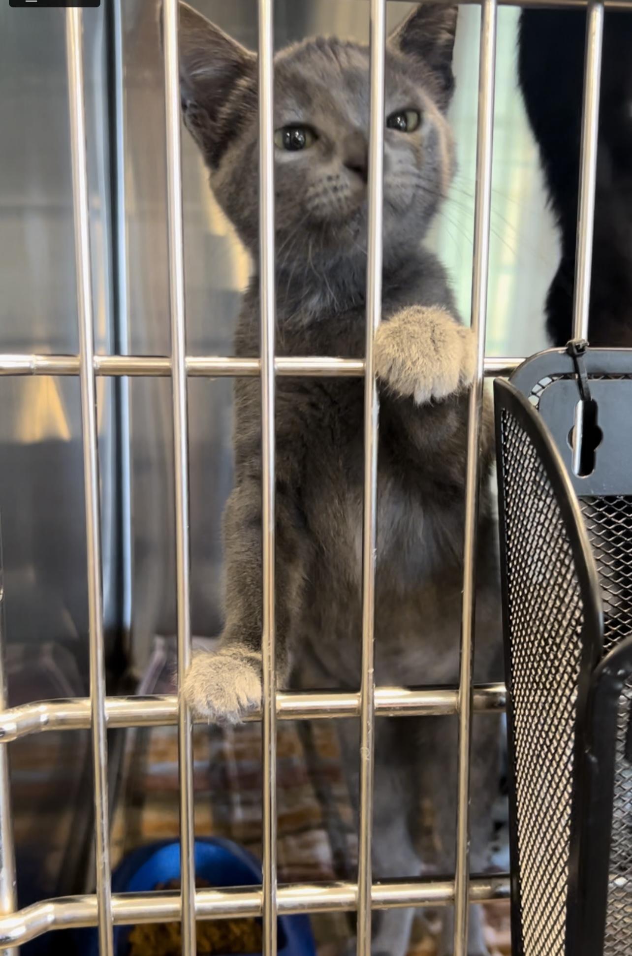 Miso, Adopted, Kitten Female Domestic Short Hair.