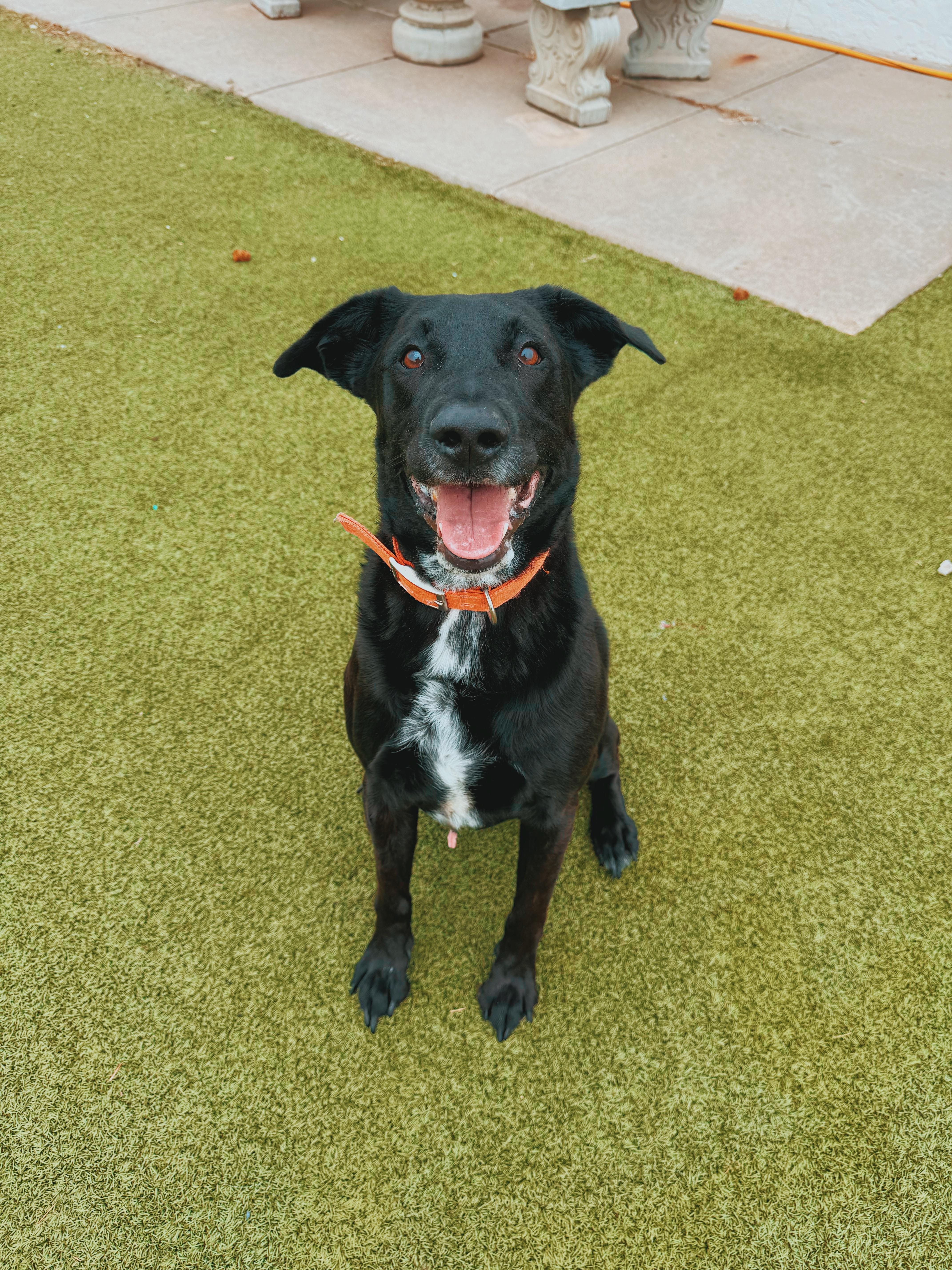 Enlarge Remi, a Adopted mixed breed in Hays, KS image 5/6