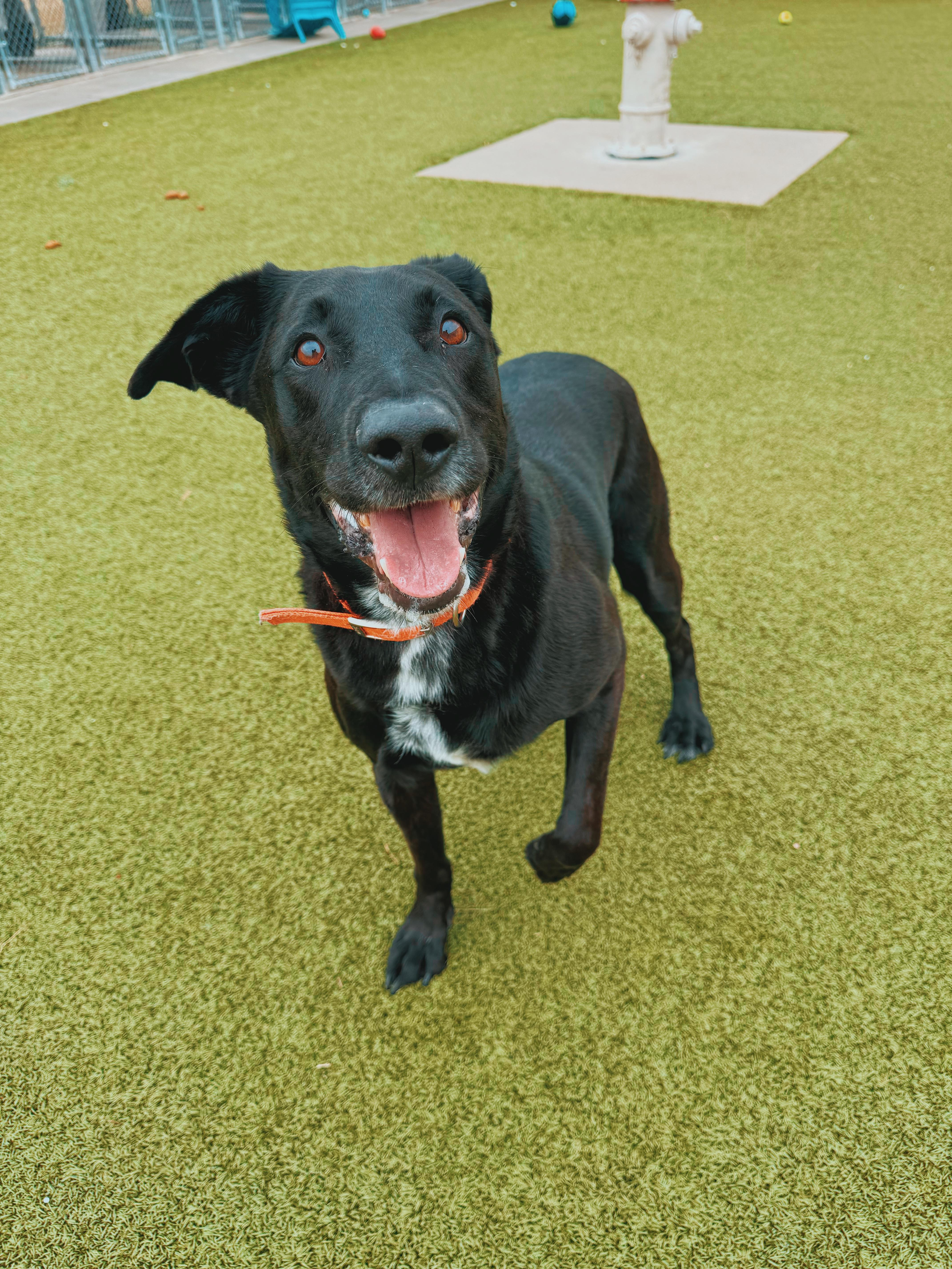 Enlarge Remi, a Adopted mixed breed in Hays, KS image 4/6