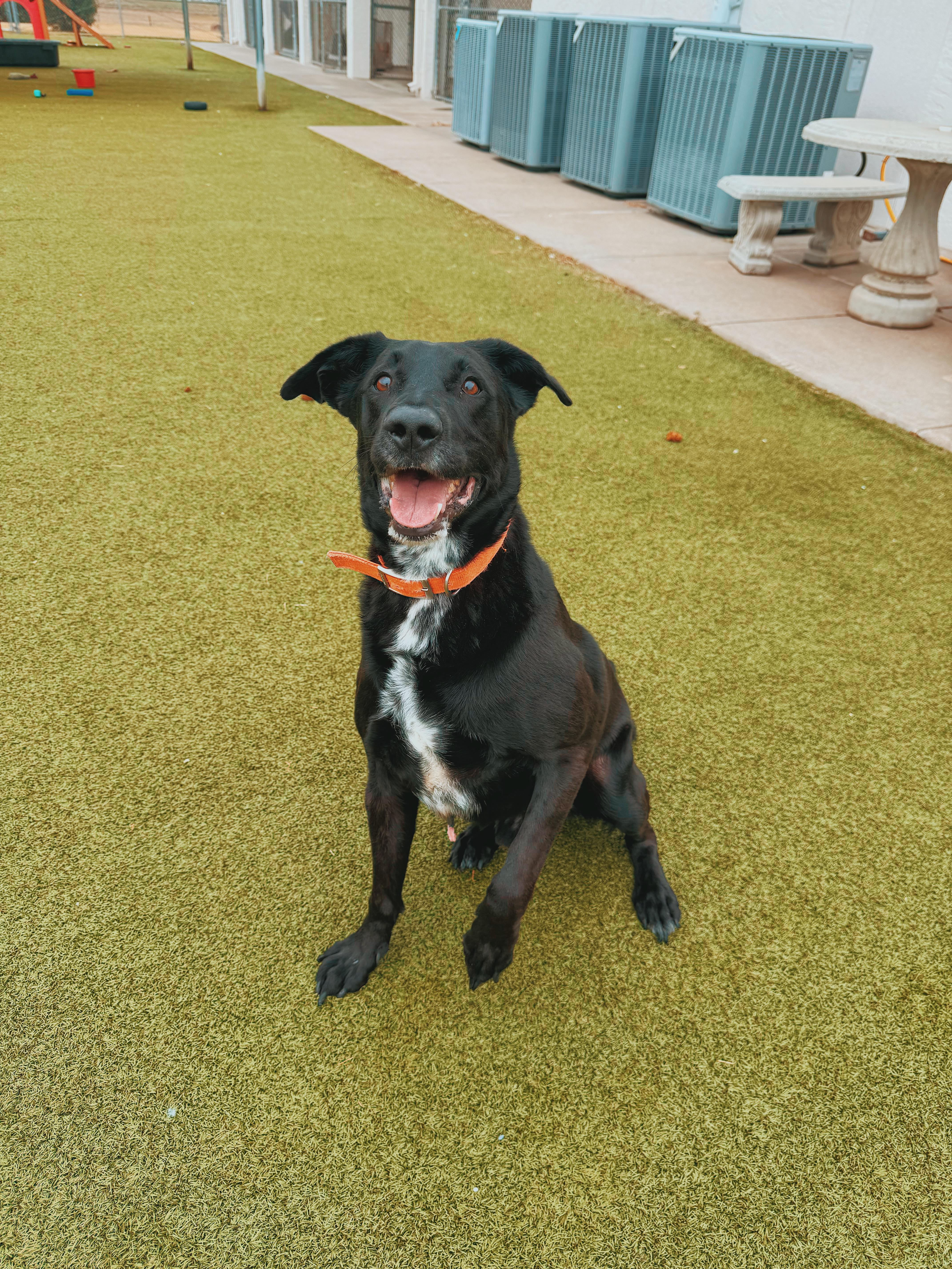 Enlarge Remi, a Adopted mixed breed in Hays, KS image 2/6