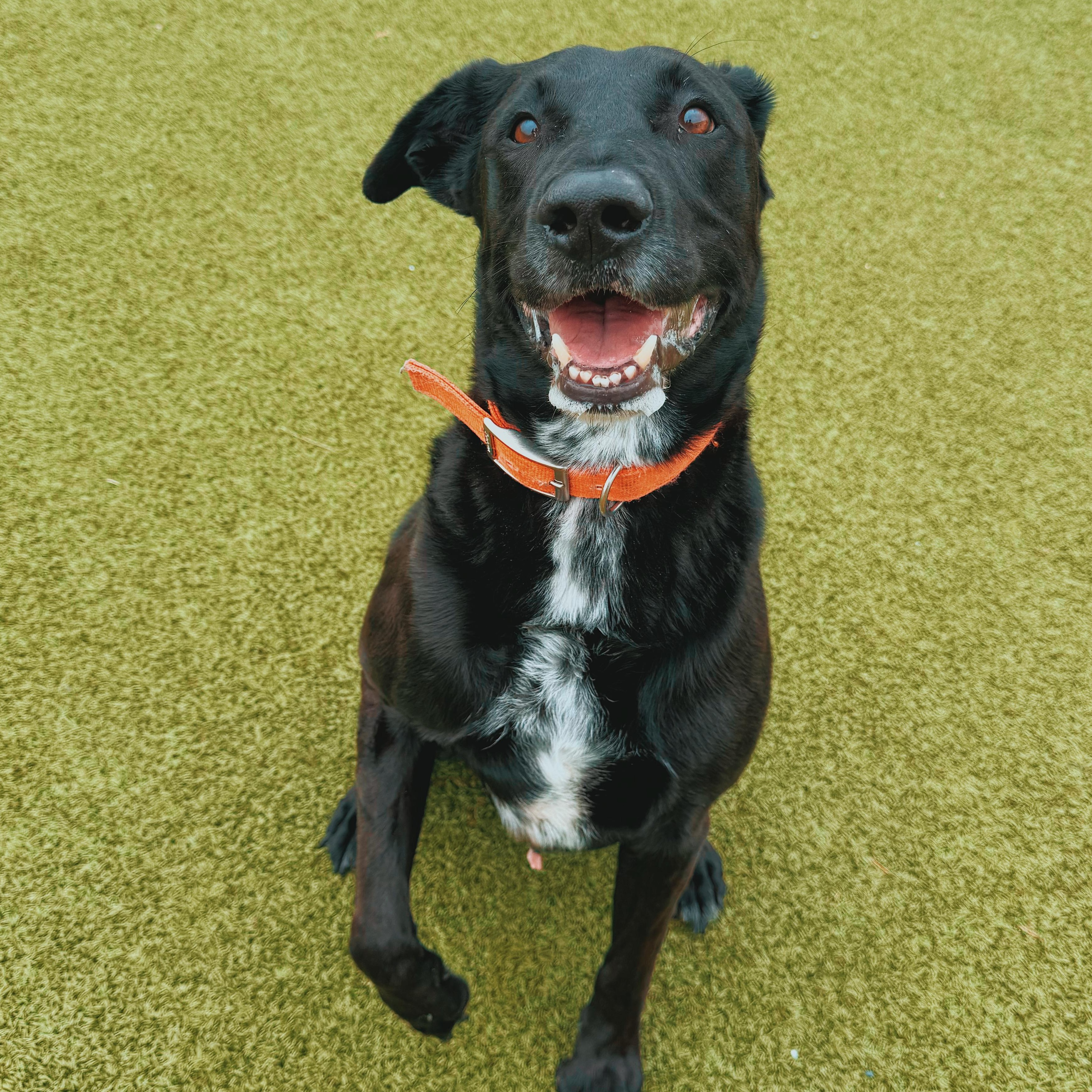 Remi, Adopted, Senior Male Black Labrador Retriever & Australian Cattle Dog / Blue Heeler.