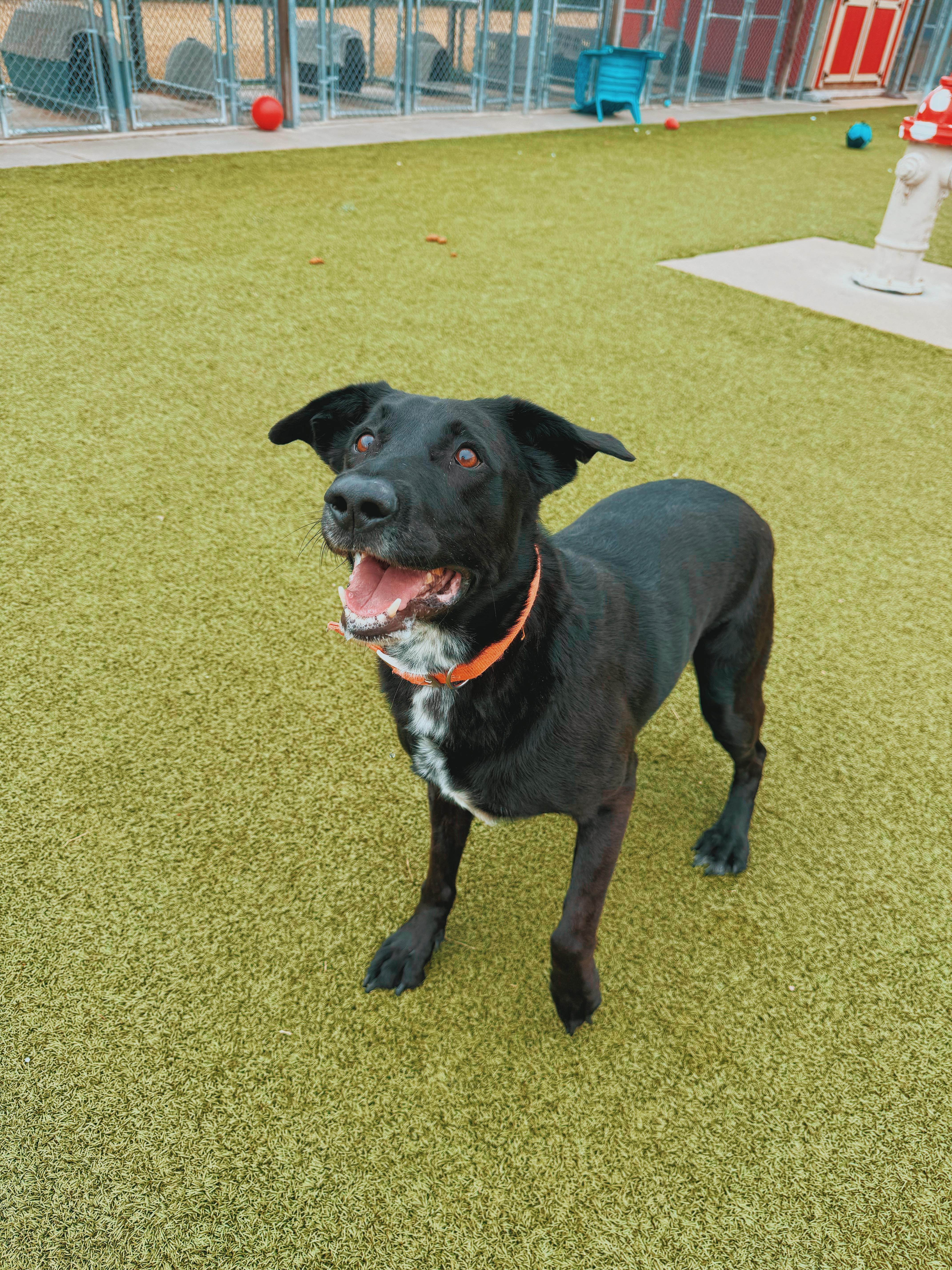 Enlarge Remi, a Adopted mixed breed in Hays, KS image 6/6