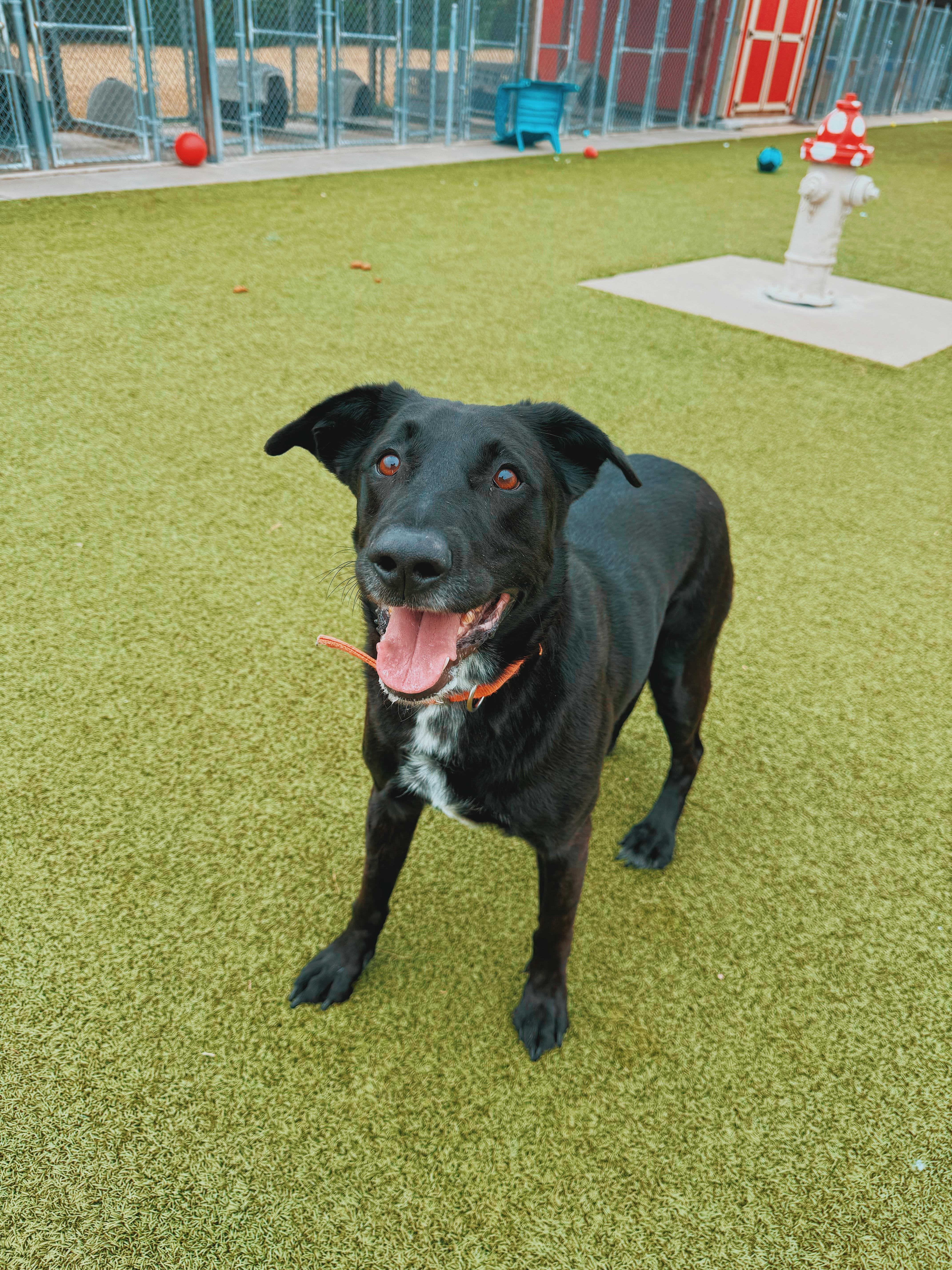 Enlarge Remi, a Adopted mixed breed in Hays, KS image 3/6