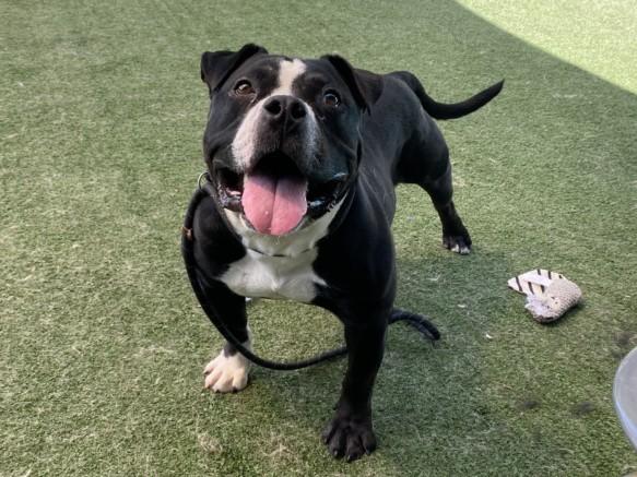 RON, Adoptable, Adult Male American Staffordshire Terrier.