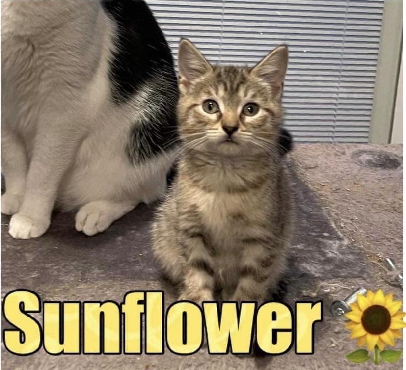 Sunflower, Adoptable, Young Female American Shorthair.