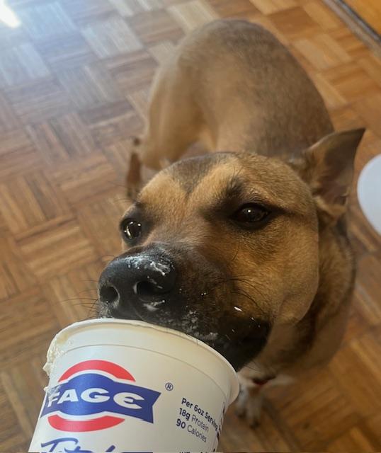 Enlarge Laika, a Adoptable mixed breed in Woodstock , VT image 3/6