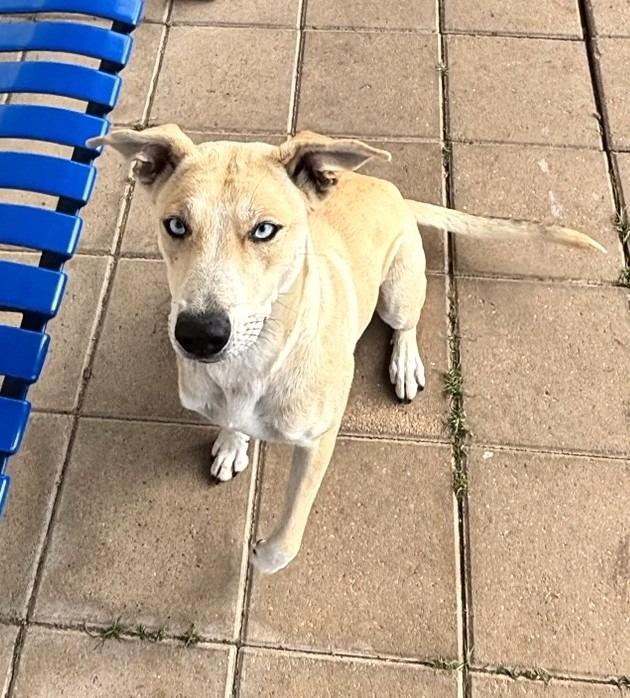 Patti, a Adoptable mixed breed in Belton, TX image 1/4