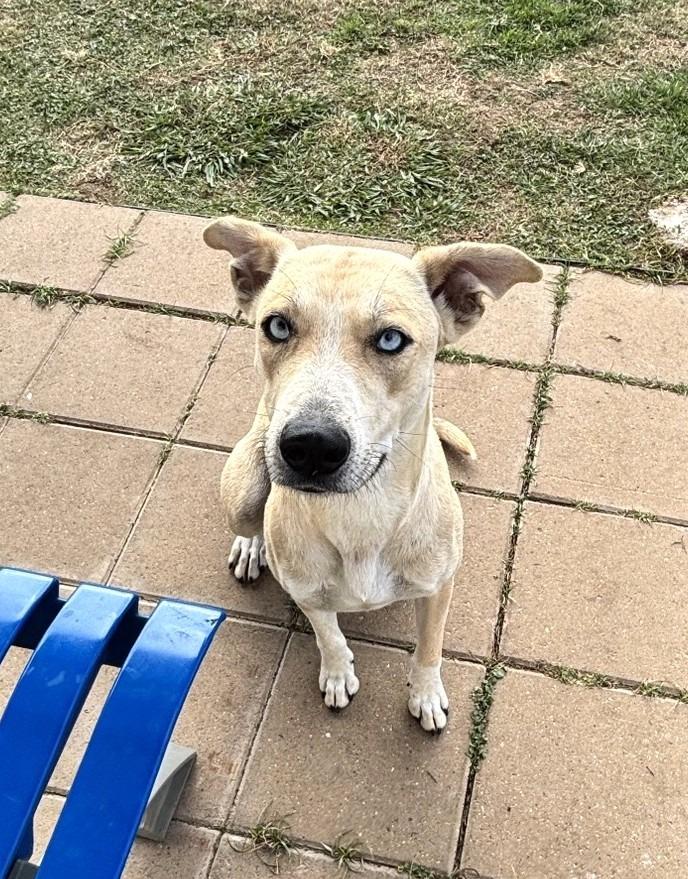 Patti, a Adoptable mixed breed in Belton, TX image 2/4