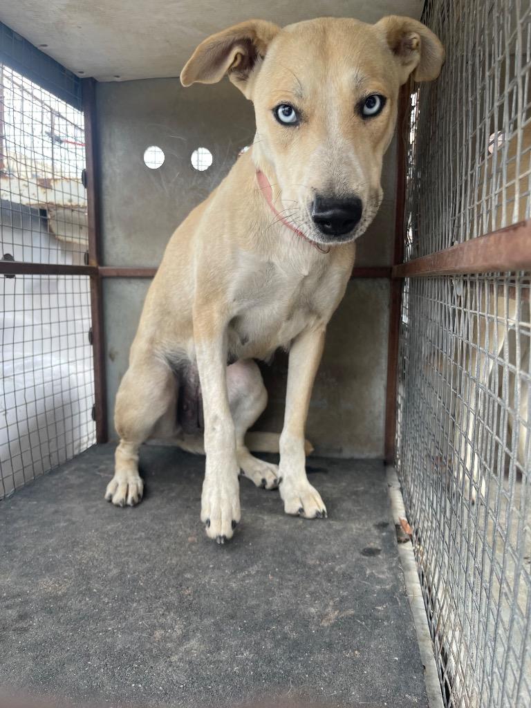 Patti, Adoptable, Adult Female Husky & Mixed Breed.