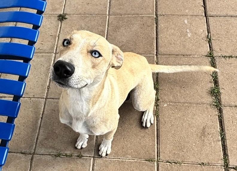 Patti, a Adoptable mixed breed in Belton, TX image 3/4