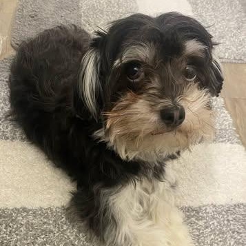 Luna, adoptable, Adult Female Schnoodle.
