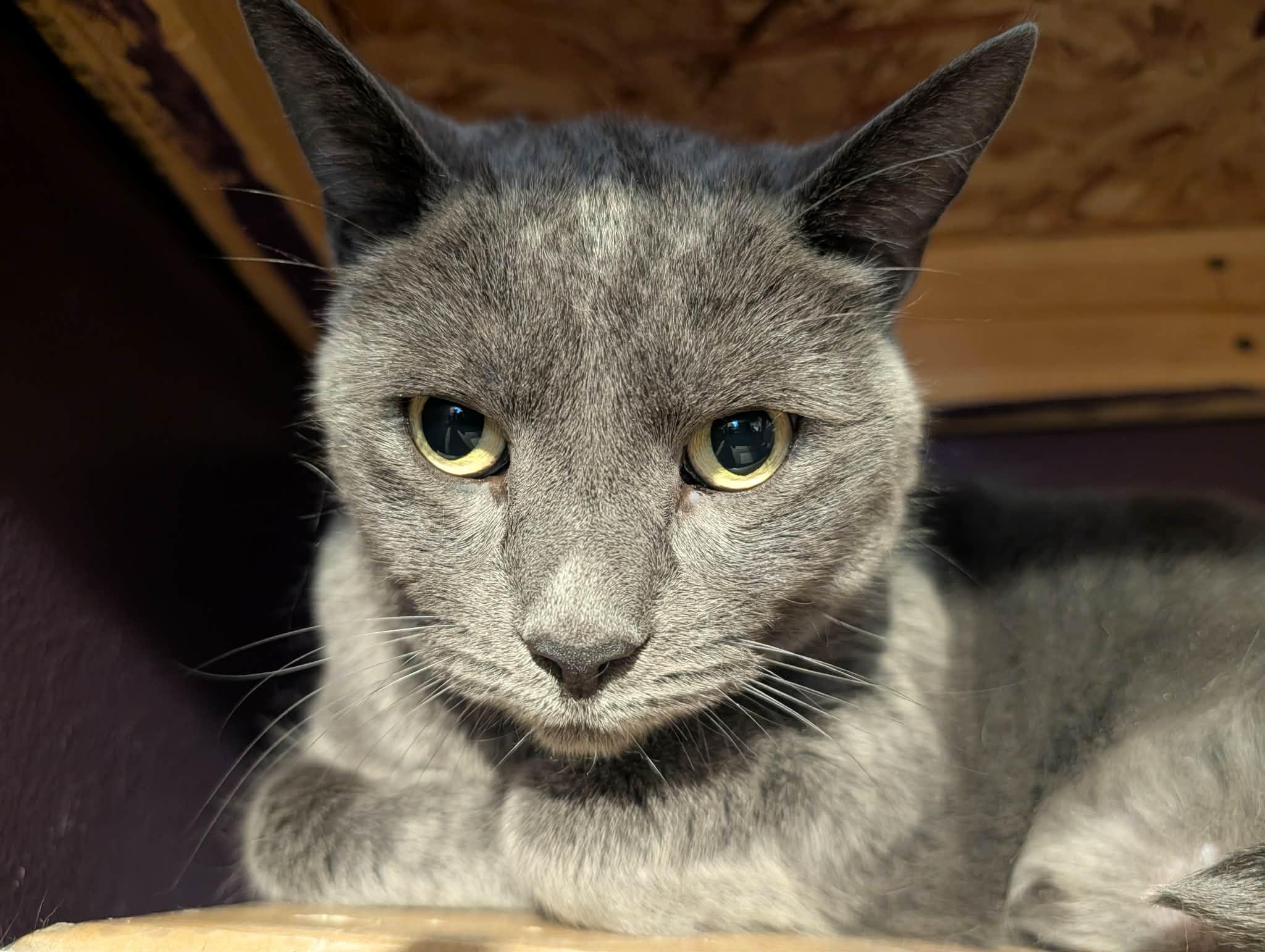 Enlarge Marnie, a ADOPTABLE Domestic Short Hair in Rochester , NY image 2/4