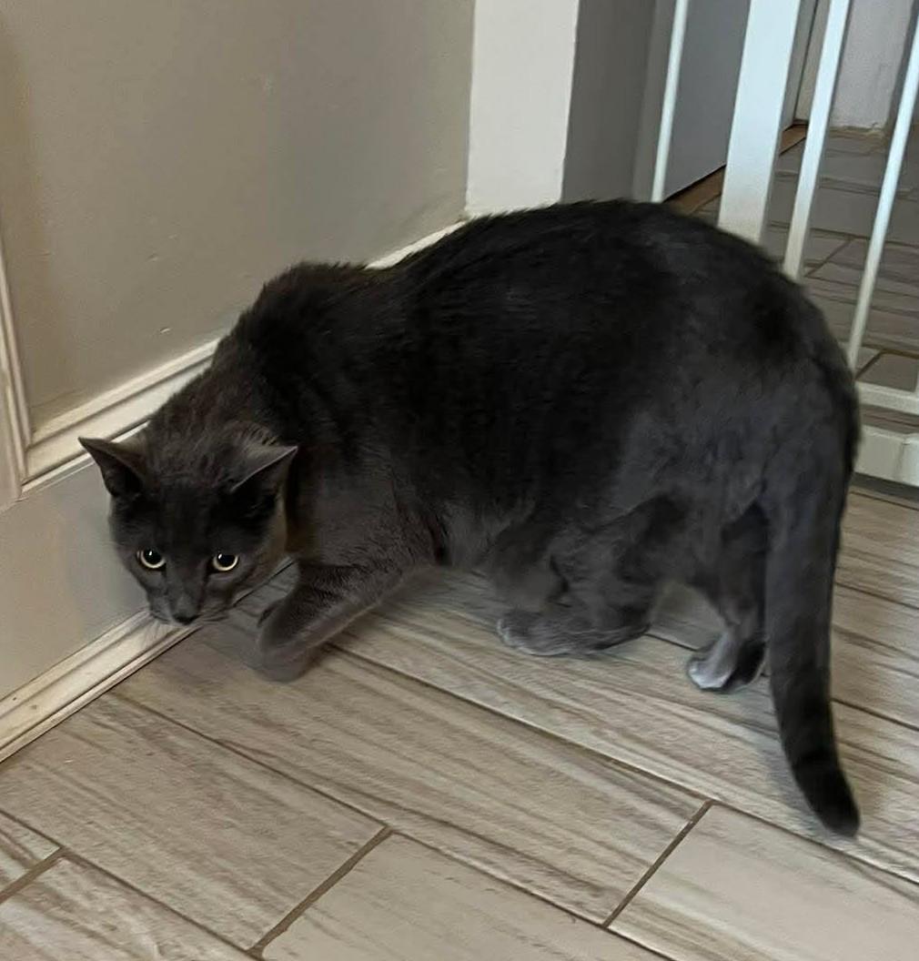 Enlarge Marnie, a ADOPTABLE Domestic Short Hair in Rochester , NY image 3/4