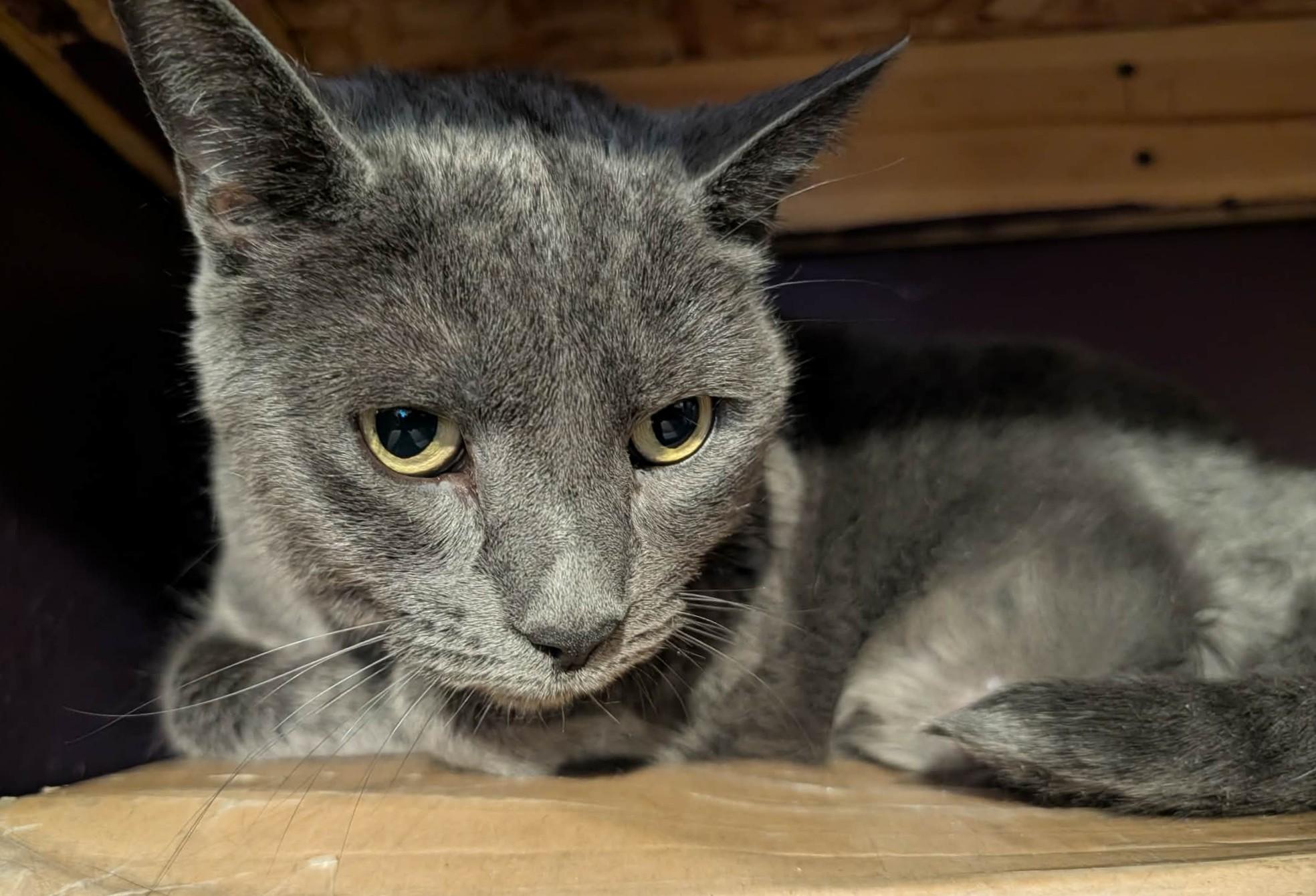 Enlarge Marnie, a ADOPTABLE Domestic Short Hair in Rochester , NY image 4/4