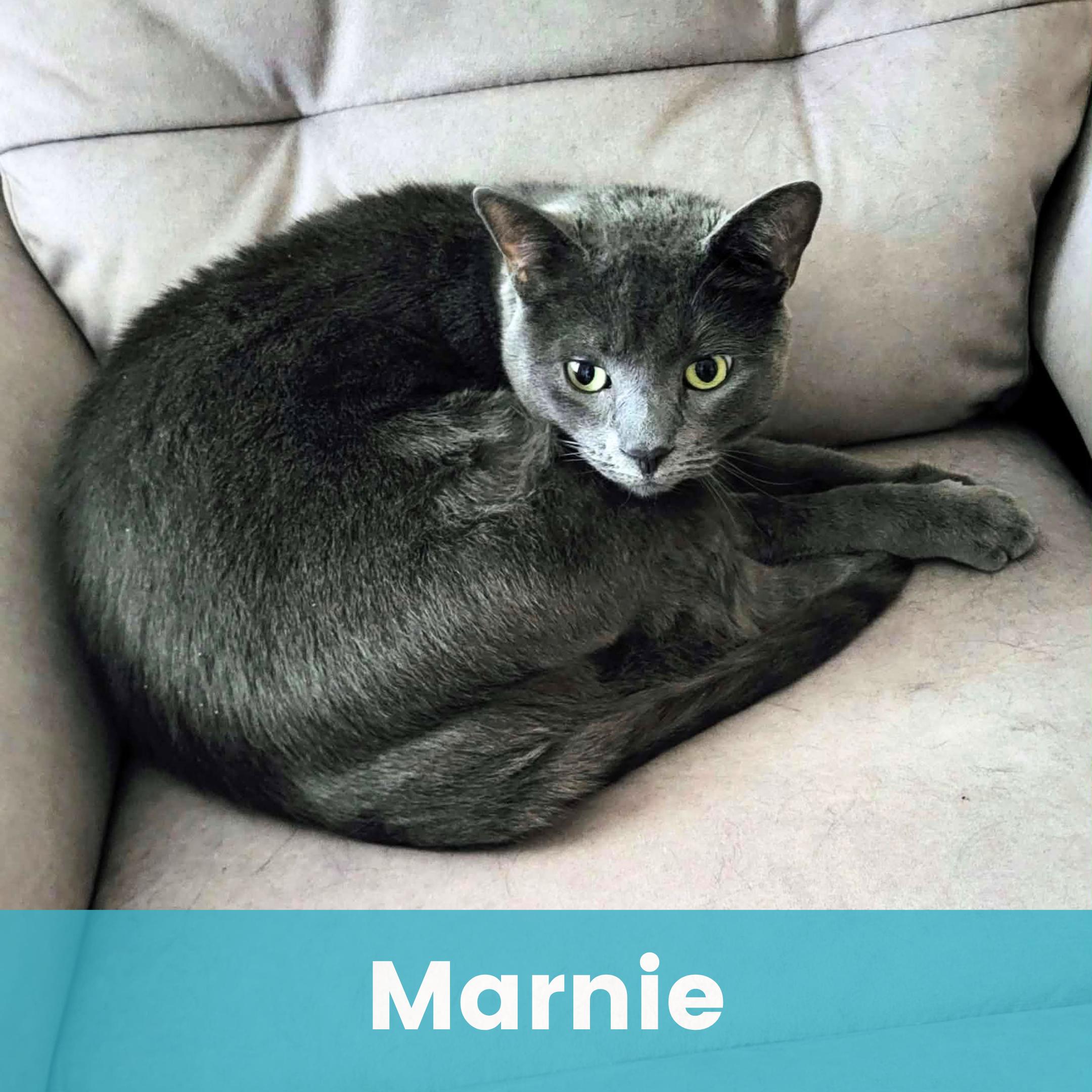 Enlarge Marnie, a ADOPTABLE Domestic Short Hair in Rochester , NY image 1/4