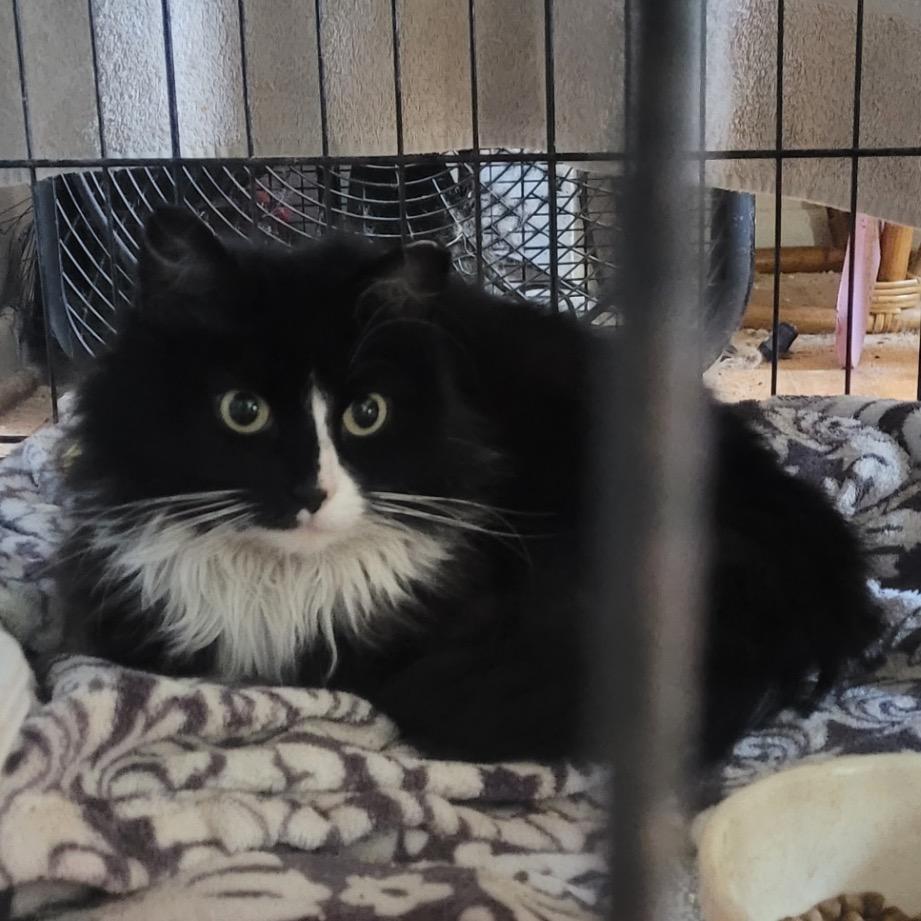 Enlarge Bubbles, a Adoptable Domestic Long Hair in Curtis Bay, MD image 1/6