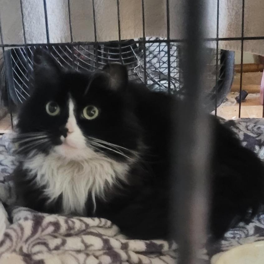 Enlarge Bubbles, a Adoptable Domestic Long Hair in Curtis Bay, MD image 2/6