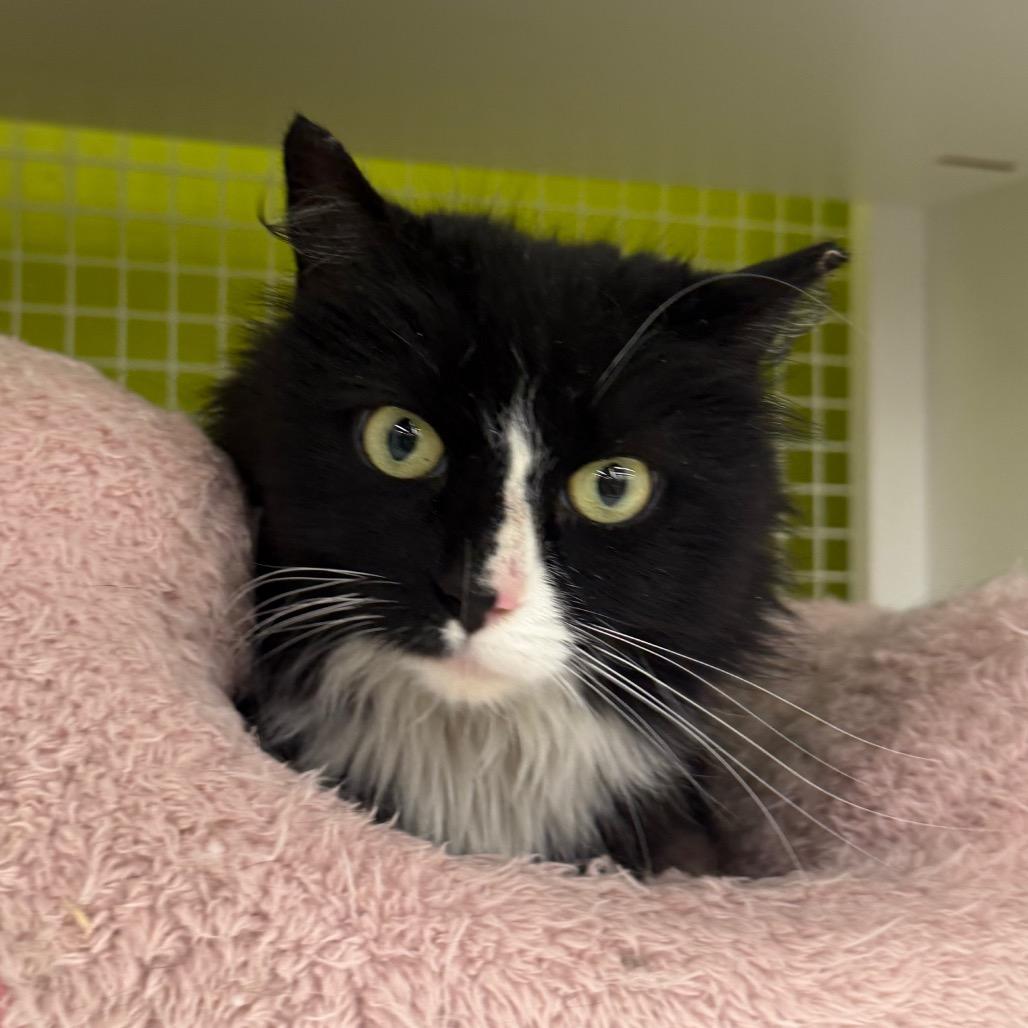 Enlarge Bubbles, a Adoptable Domestic Long Hair in Curtis Bay, MD image 3/6