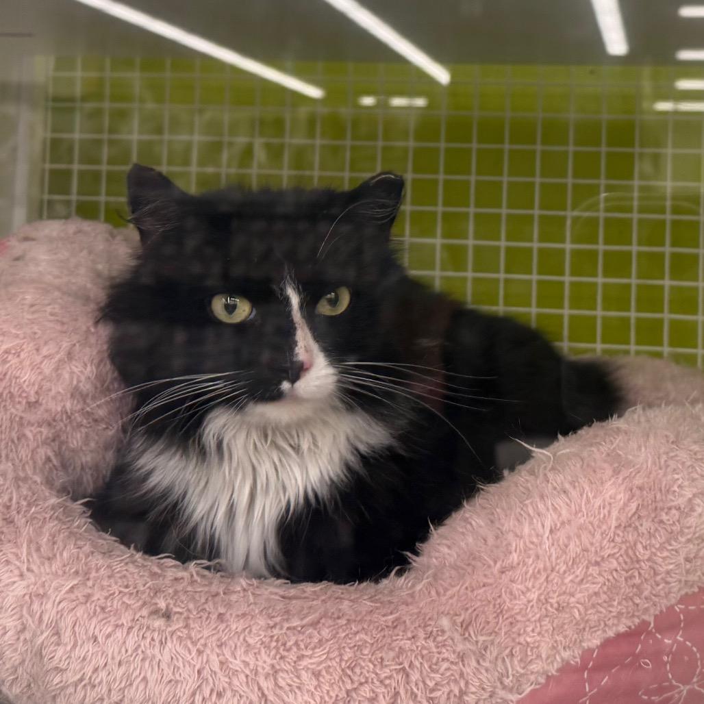 Enlarge Bubbles, a Adoptable Domestic Long Hair in Curtis Bay, MD image 4/6