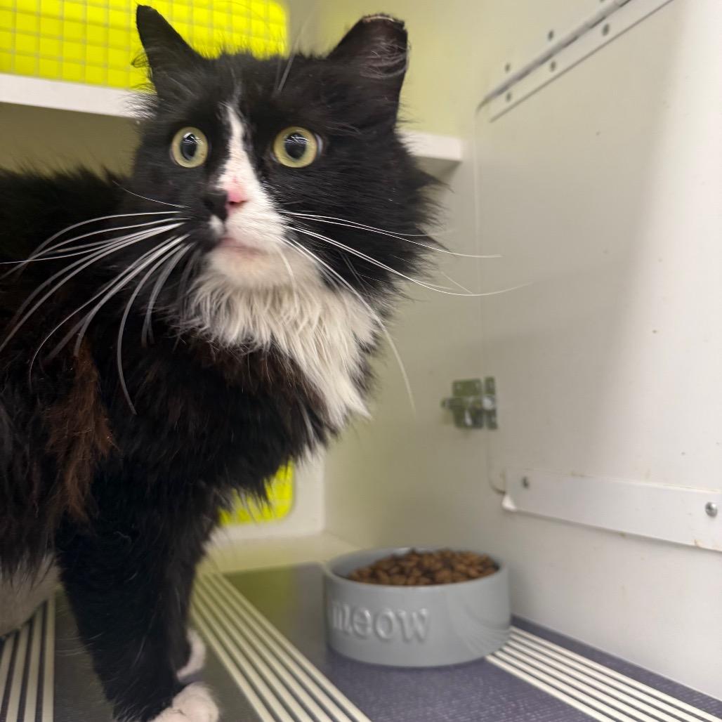 Enlarge Bubbles, a Adoptable Domestic Long Hair in Curtis Bay, MD image 5/6