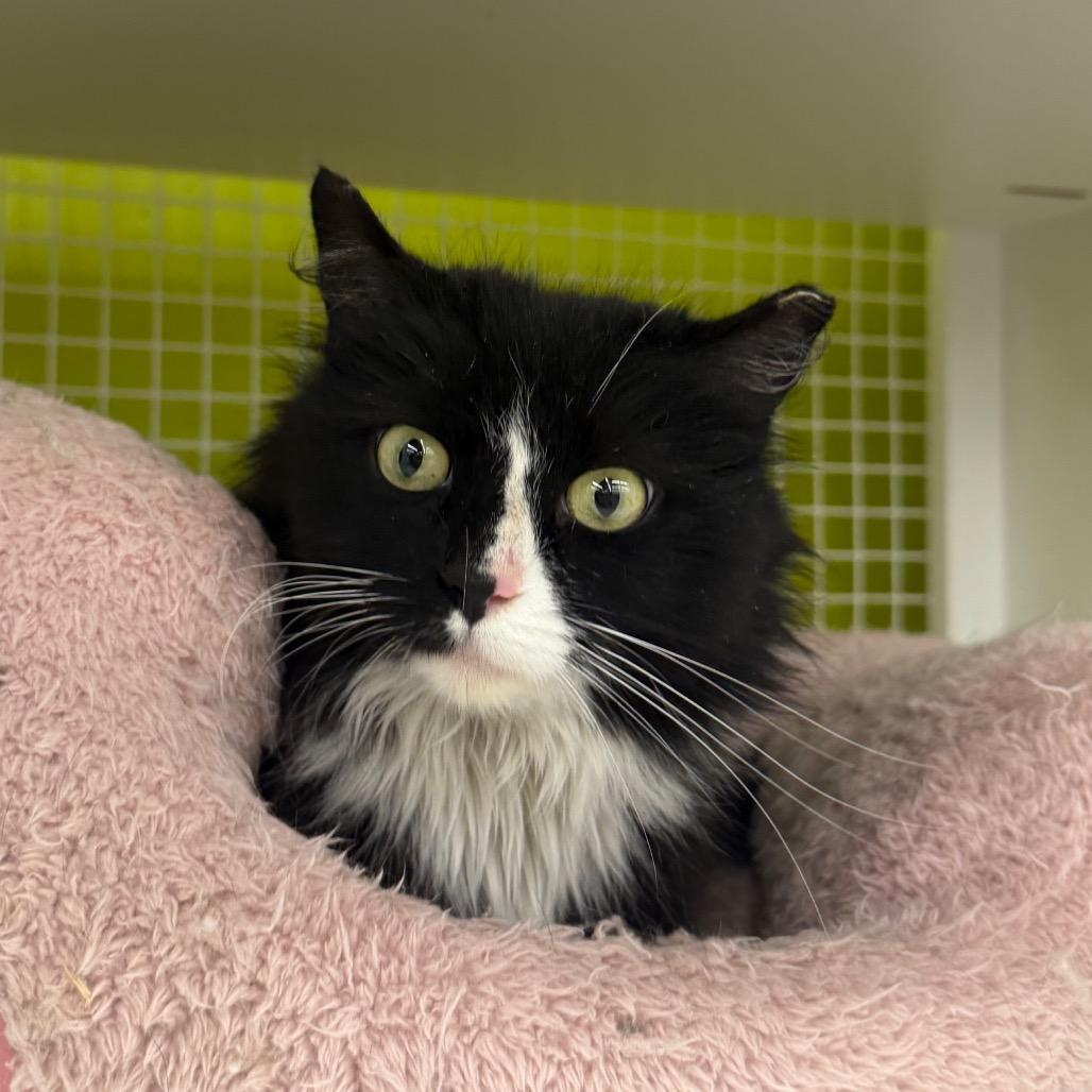 Enlarge Bubbles, a Adoptable Domestic Long Hair in Curtis Bay, MD image 6/6