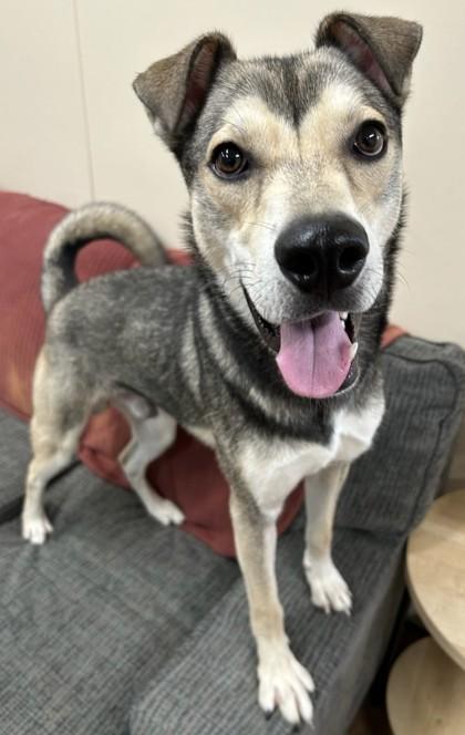 Goblin, Adoptable, Adult Male Siberian Husky & Shepherd.