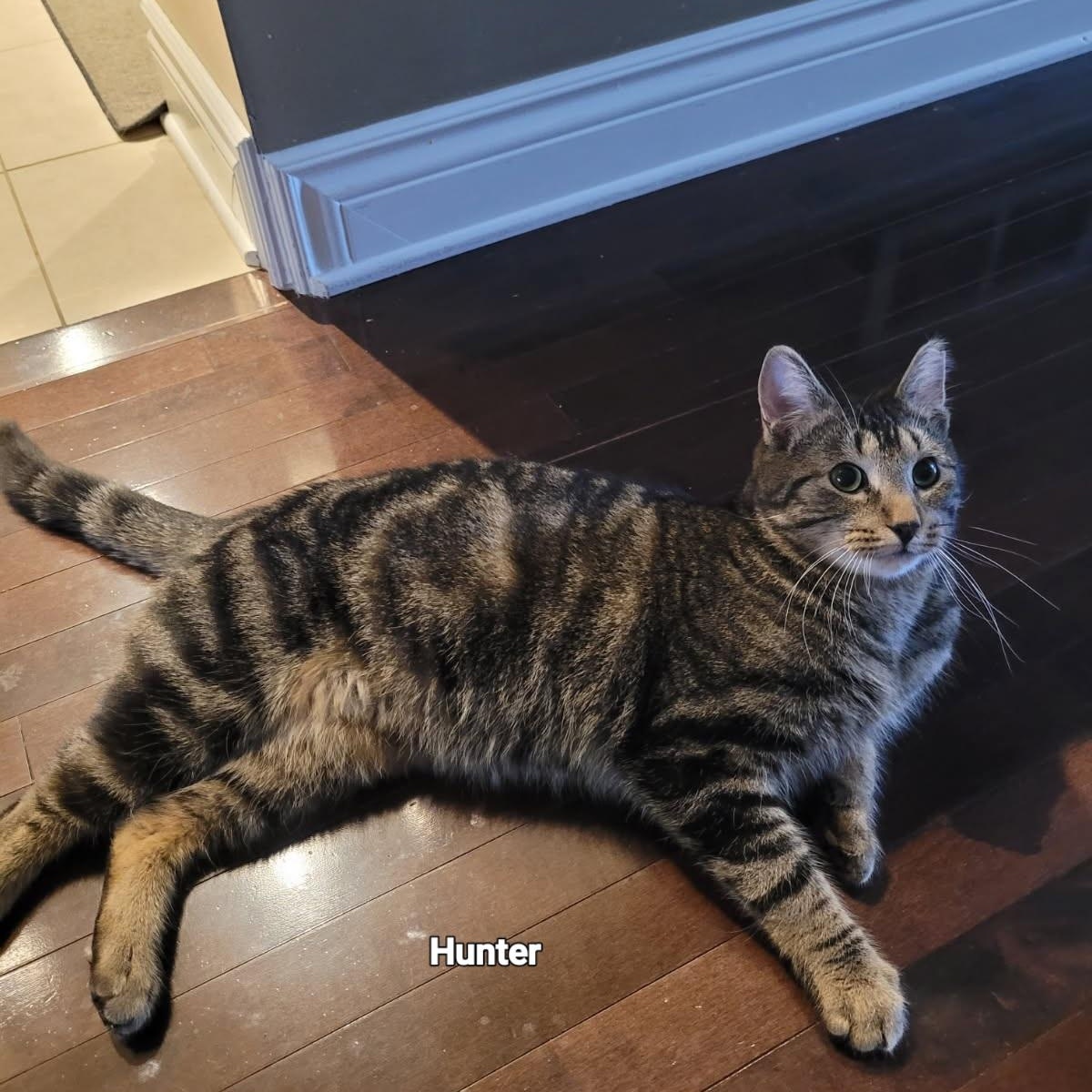 Enlarge Spring (f) & Hunter (m) 2yrs old siblings, a Adoptable Domestic Short Hair in Ottawa, ON image 4/6