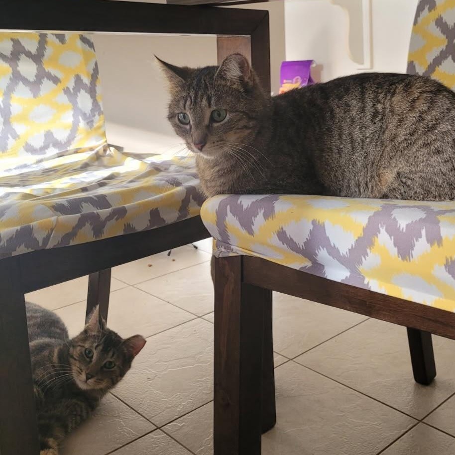 Spring (f) & Hunter (m) 2yrs old tabby, a Adoptable Domestic Short Hair in Ottawa, ON image 4/5