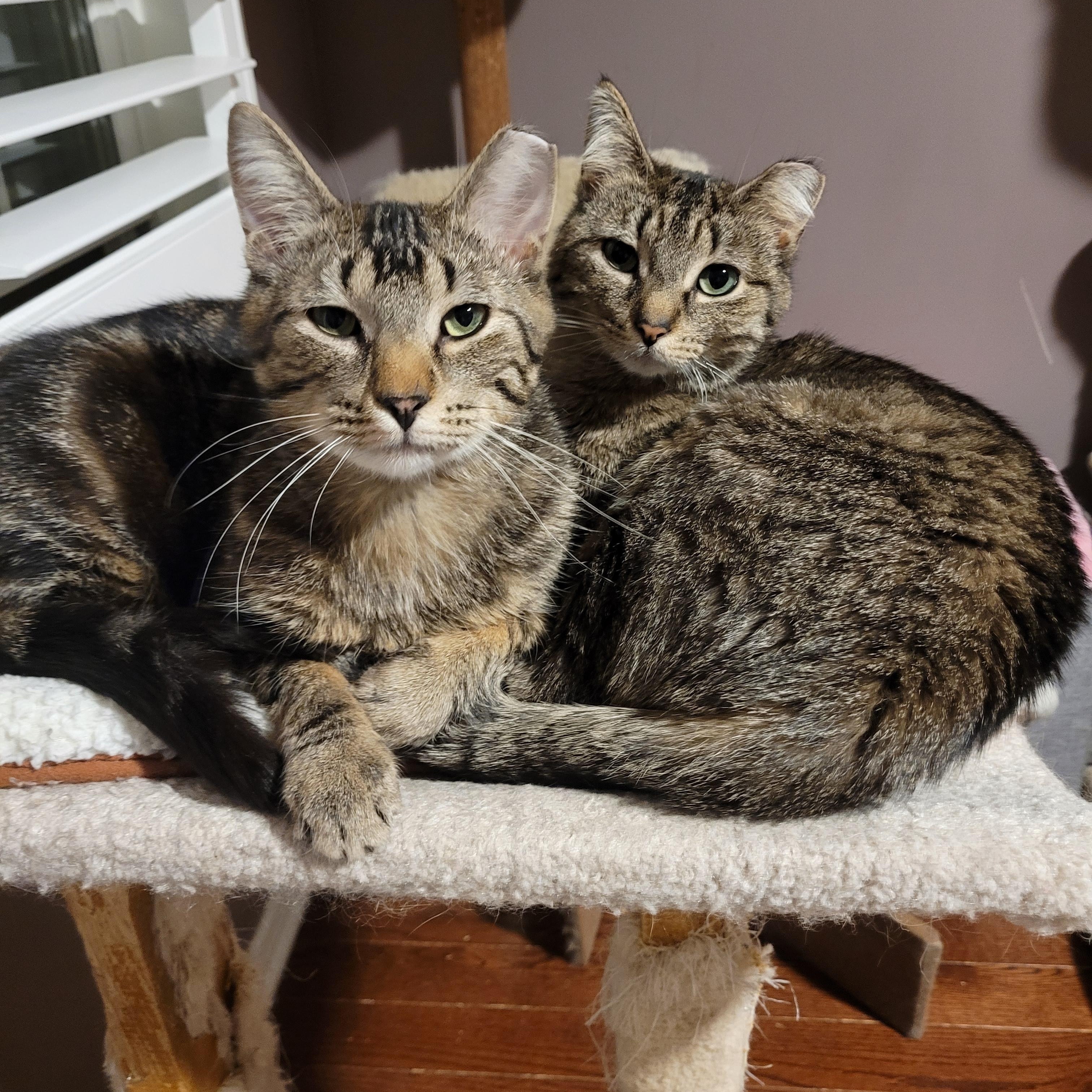 Enlarge Spring (f) & Hunter (m) 2yrs old siblings, a Adoptable Domestic Short Hair in Ottawa, ON image 1/6