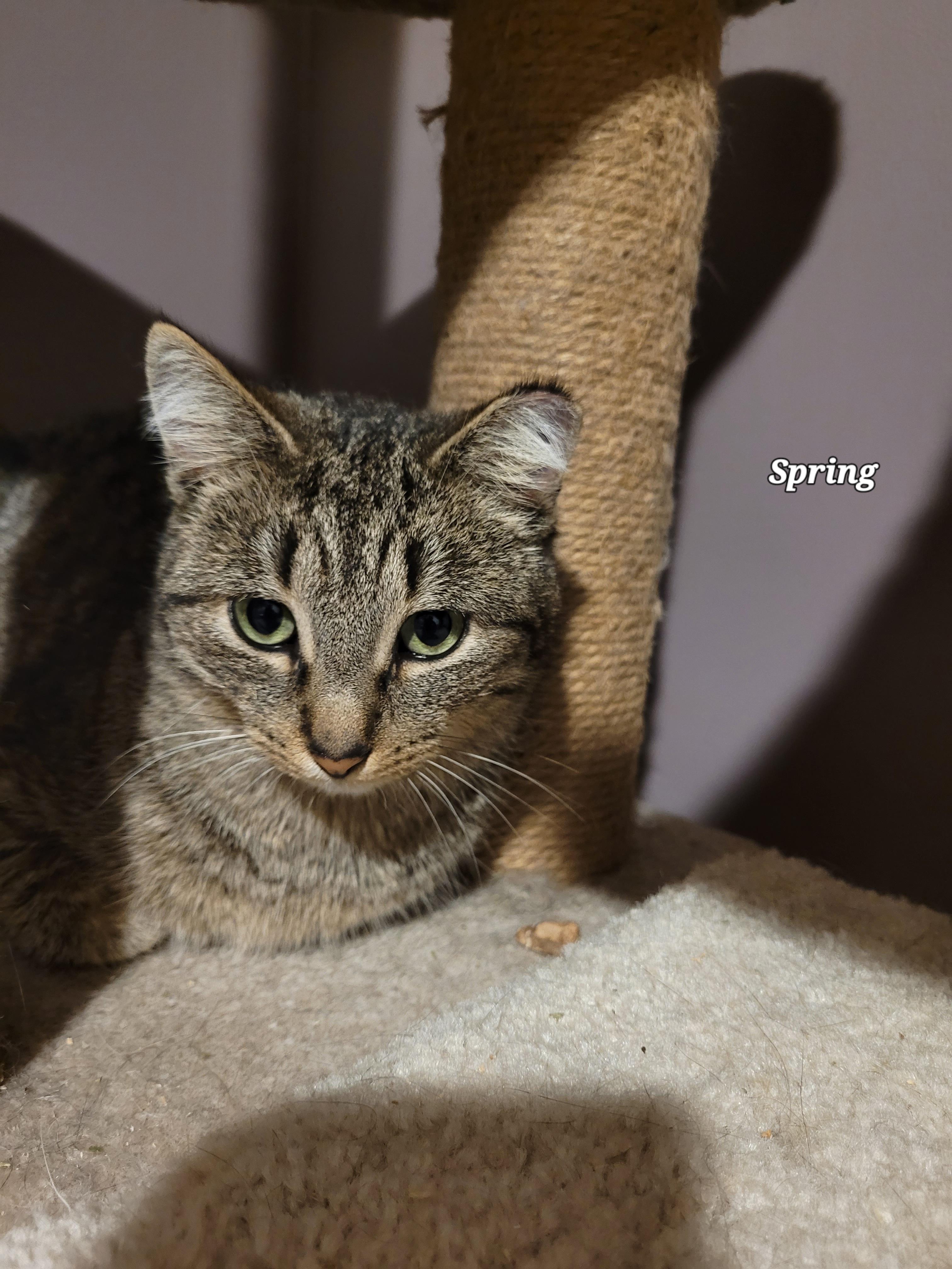 Spring (f) 1yrs old tabby
