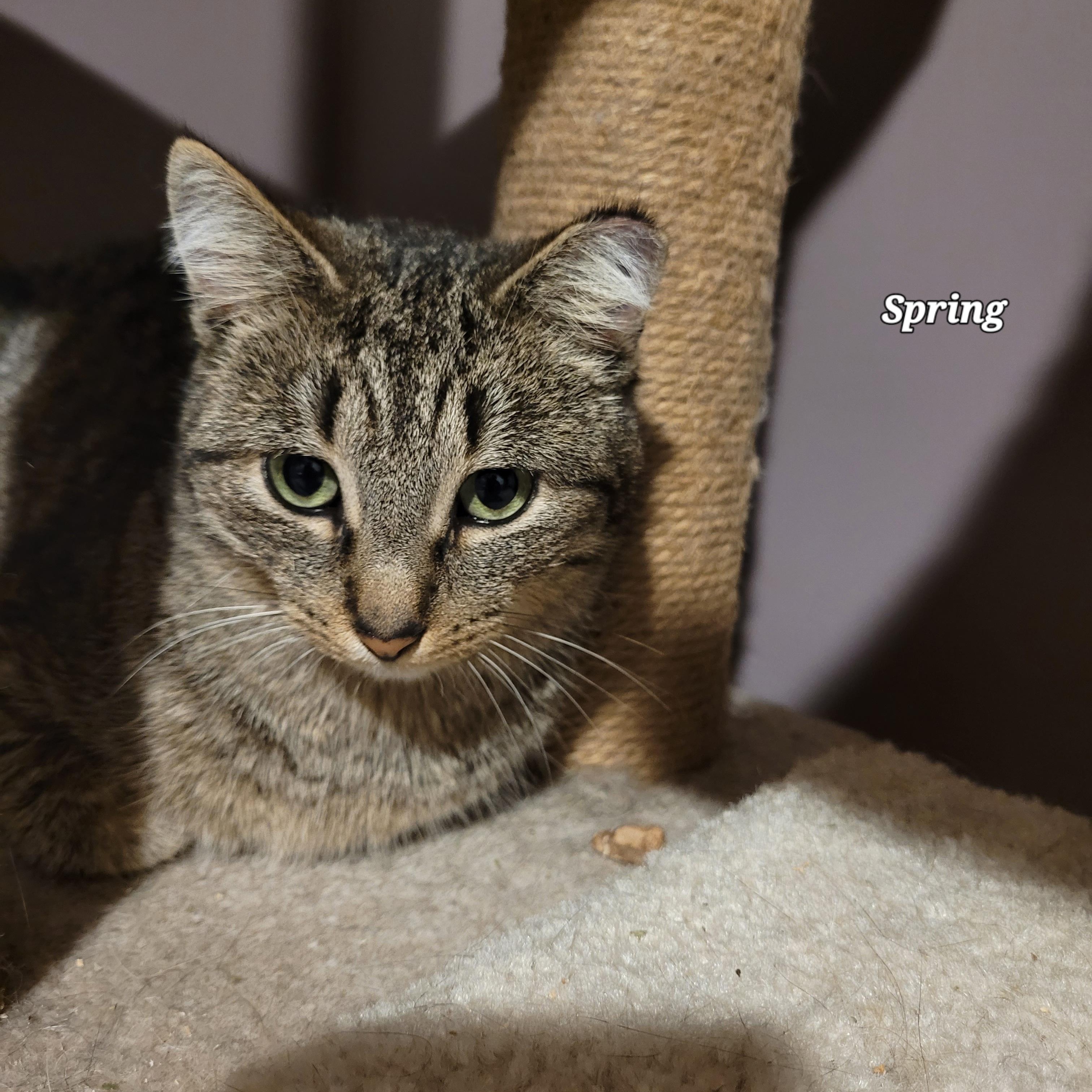 Enlarge Spring (f) & Hunter (m) 2yrs old siblings, a Adoptable Domestic Short Hair in Ottawa, ON image 2/6