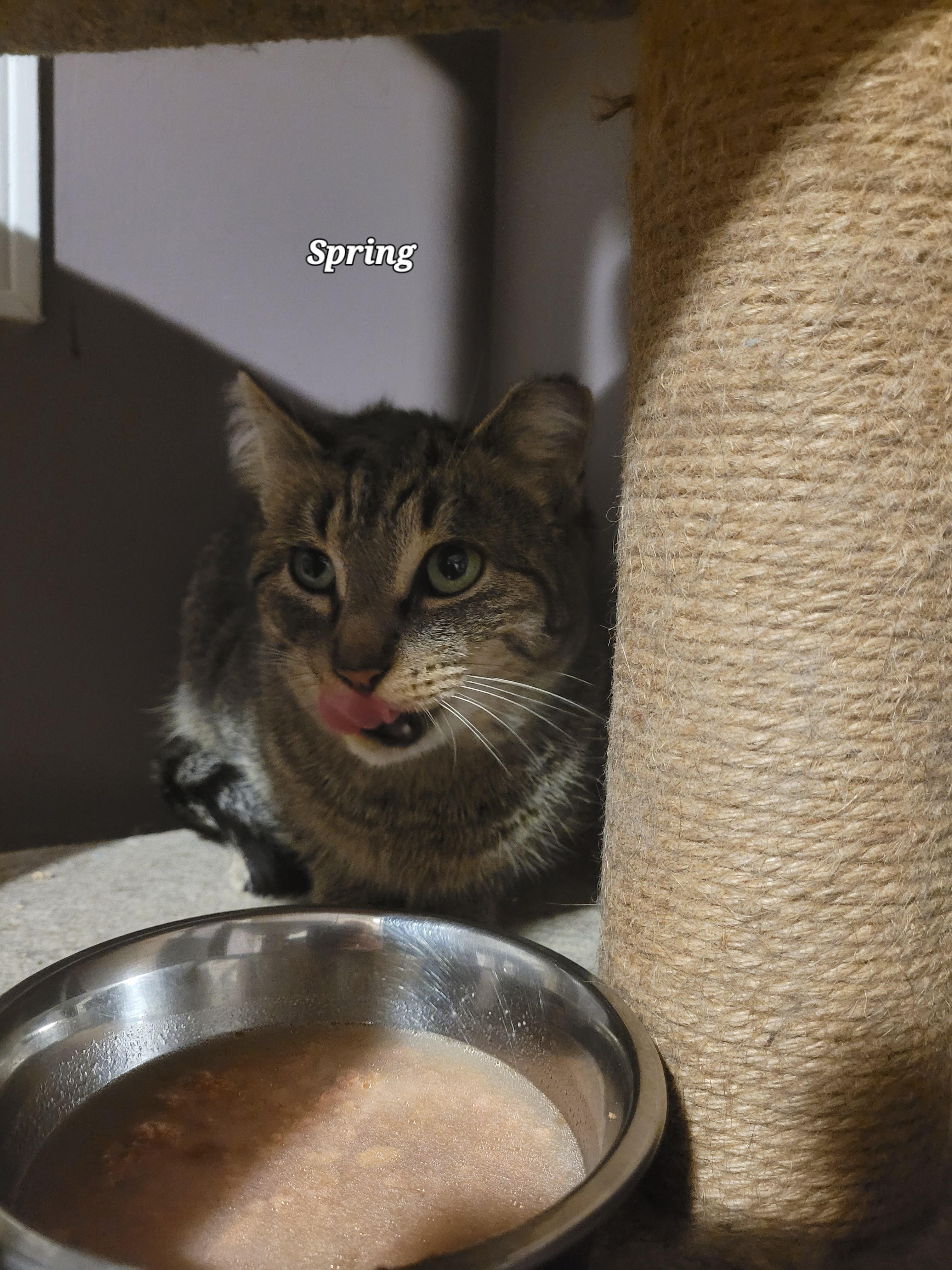 Enlarge Spring (f) 1yrs old tabby, a Adoptable Domestic Short Hair in Ottawa, ON image 3/5