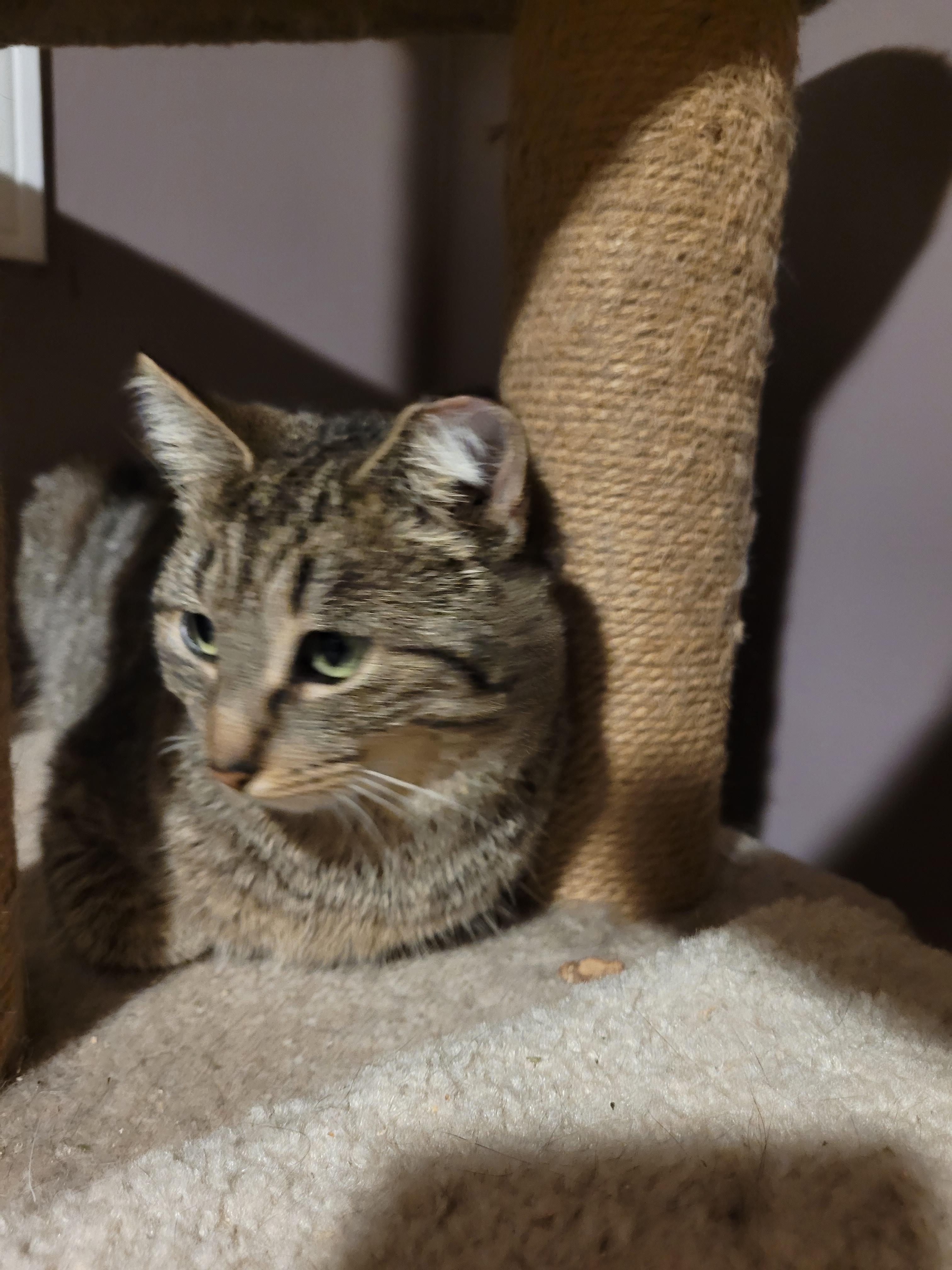 Spring (f) 1yrs old tabby