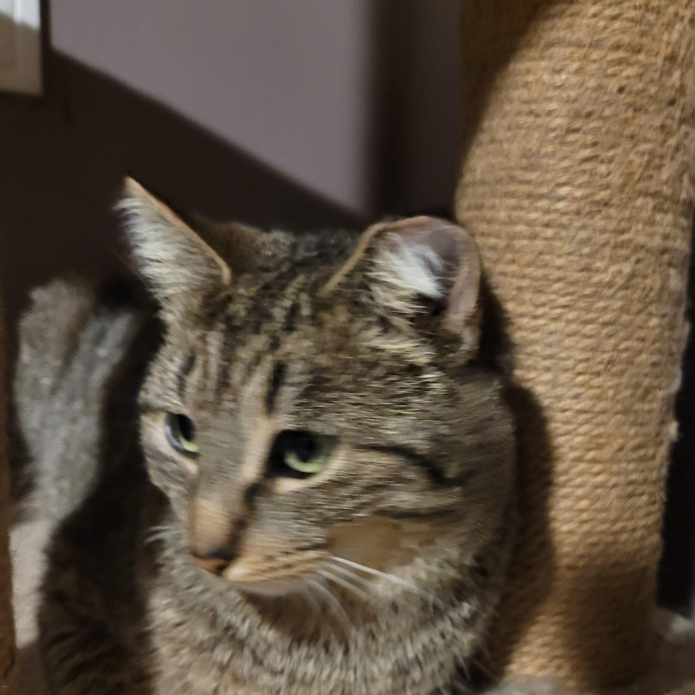 Enlarge Spring (f) 1yrs old tabby, a Adoptable Domestic Short Hair in Ottawa, ON image 4/5