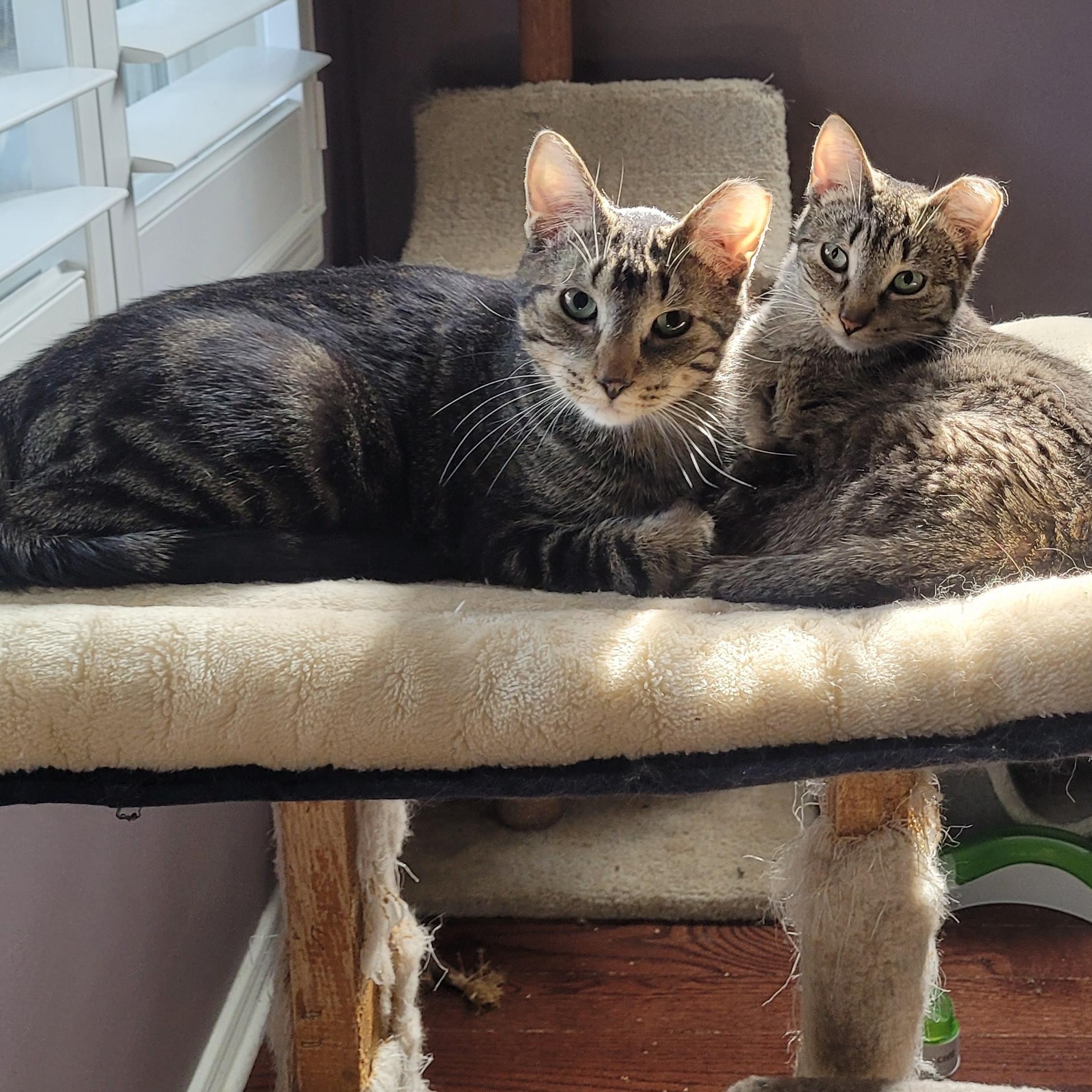 Enlarge Spring (f) & Hunter (m) 2yrs old siblings, a Adoptable Domestic Short Hair in Ottawa, ON image 1/6
