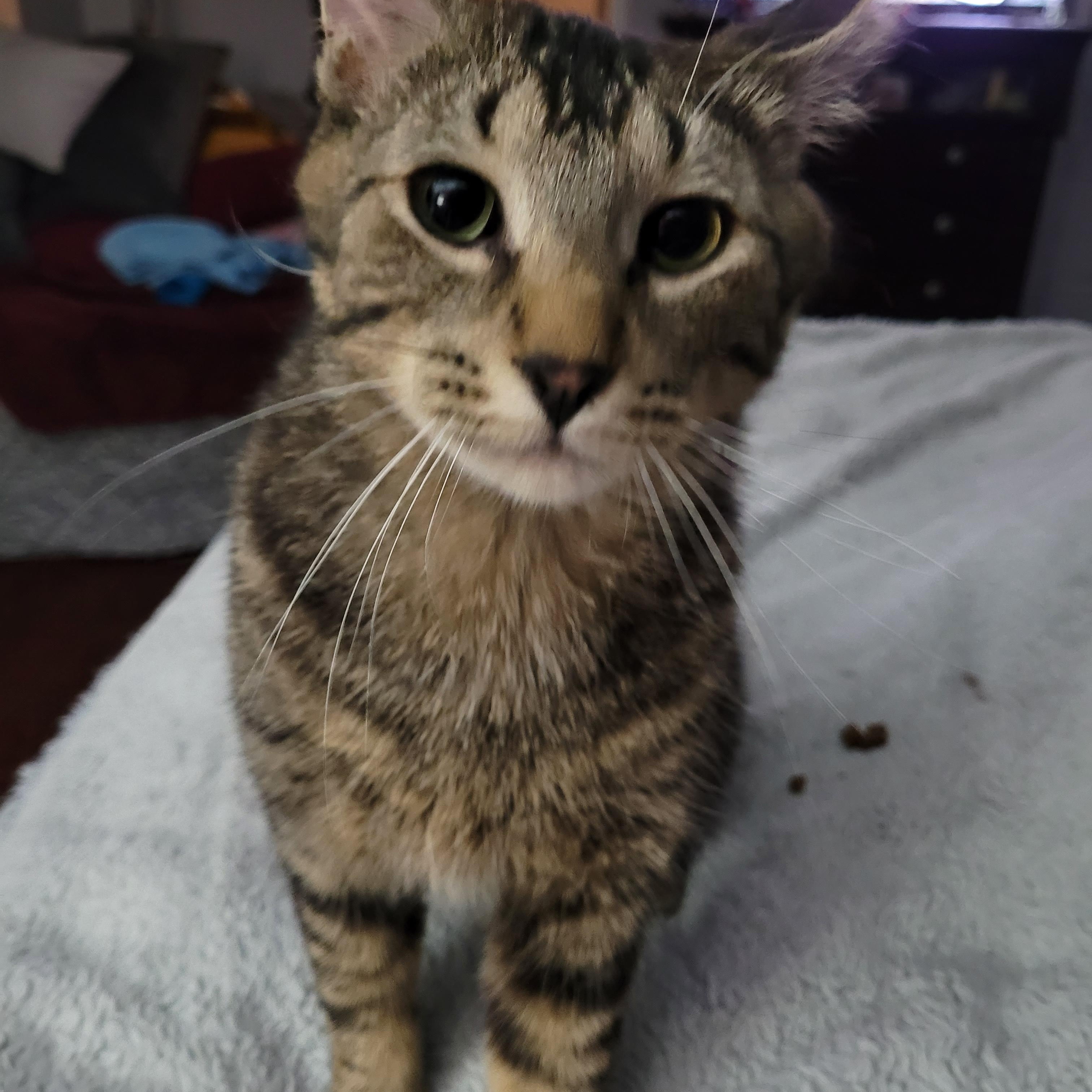 Spring (f) & Hunter (m) 2yrs old tabby, a Adoptable Domestic Short Hair in Ottawa, ON image 3/5