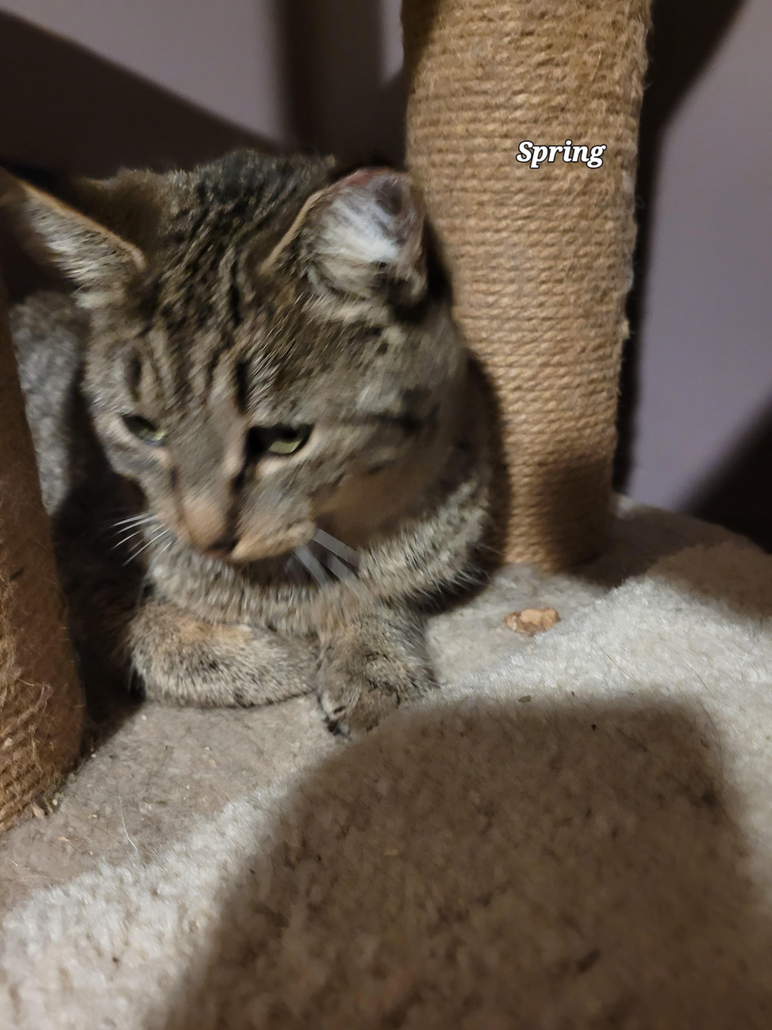 Enlarge Spring (f) 1yrs old tabby, a Adoptable Domestic Short Hair in Ottawa, ON image 5/5